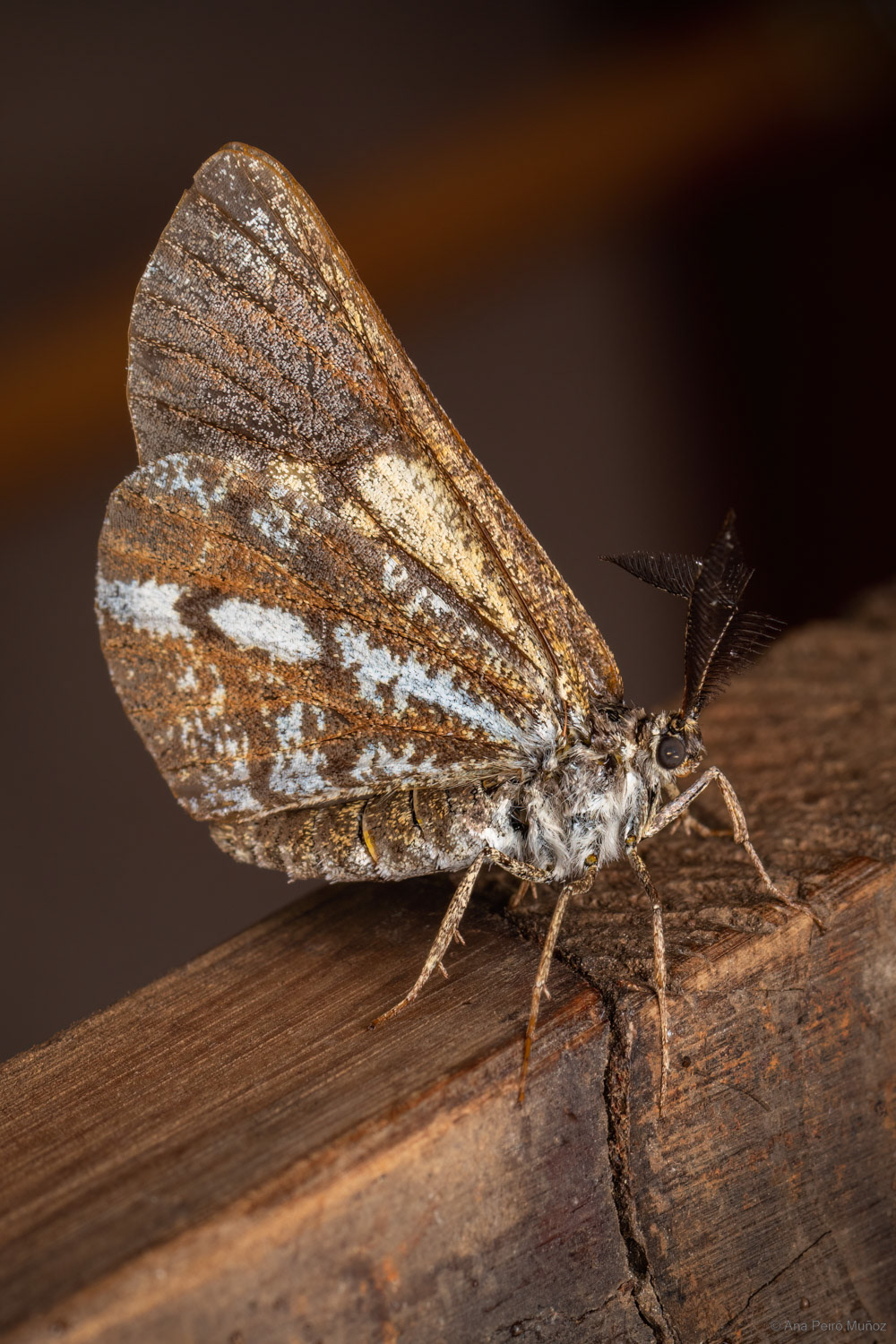 Bordered White, Fleet Pond