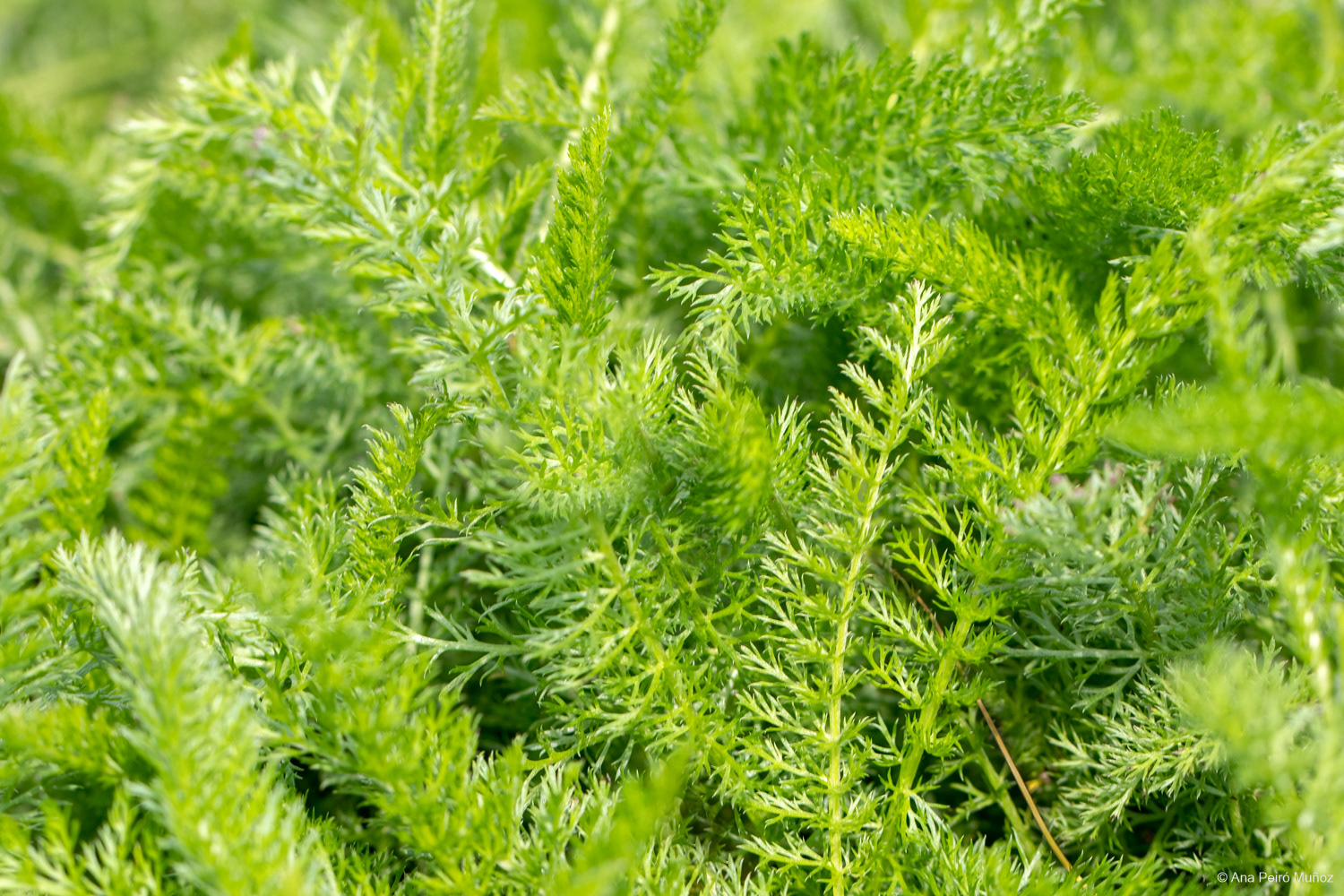 Achillea millefolium minor, Common Yarrow