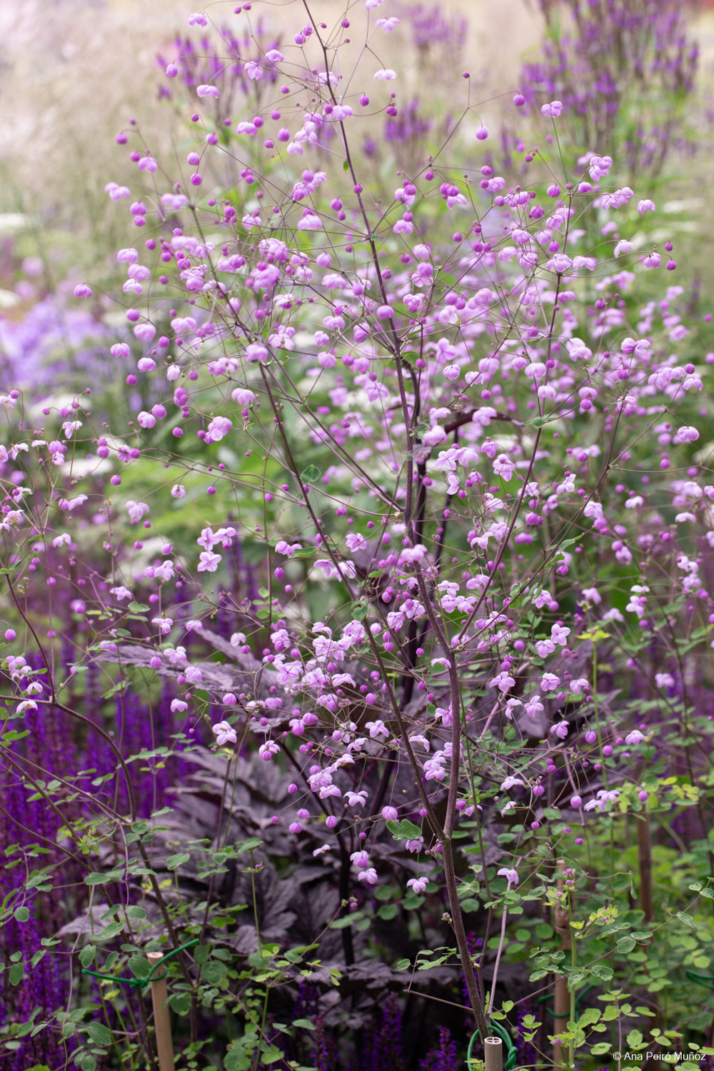 Thalictrum 'Splendide' - RHS Iconic Horticultural Hero garden by Carol Klein