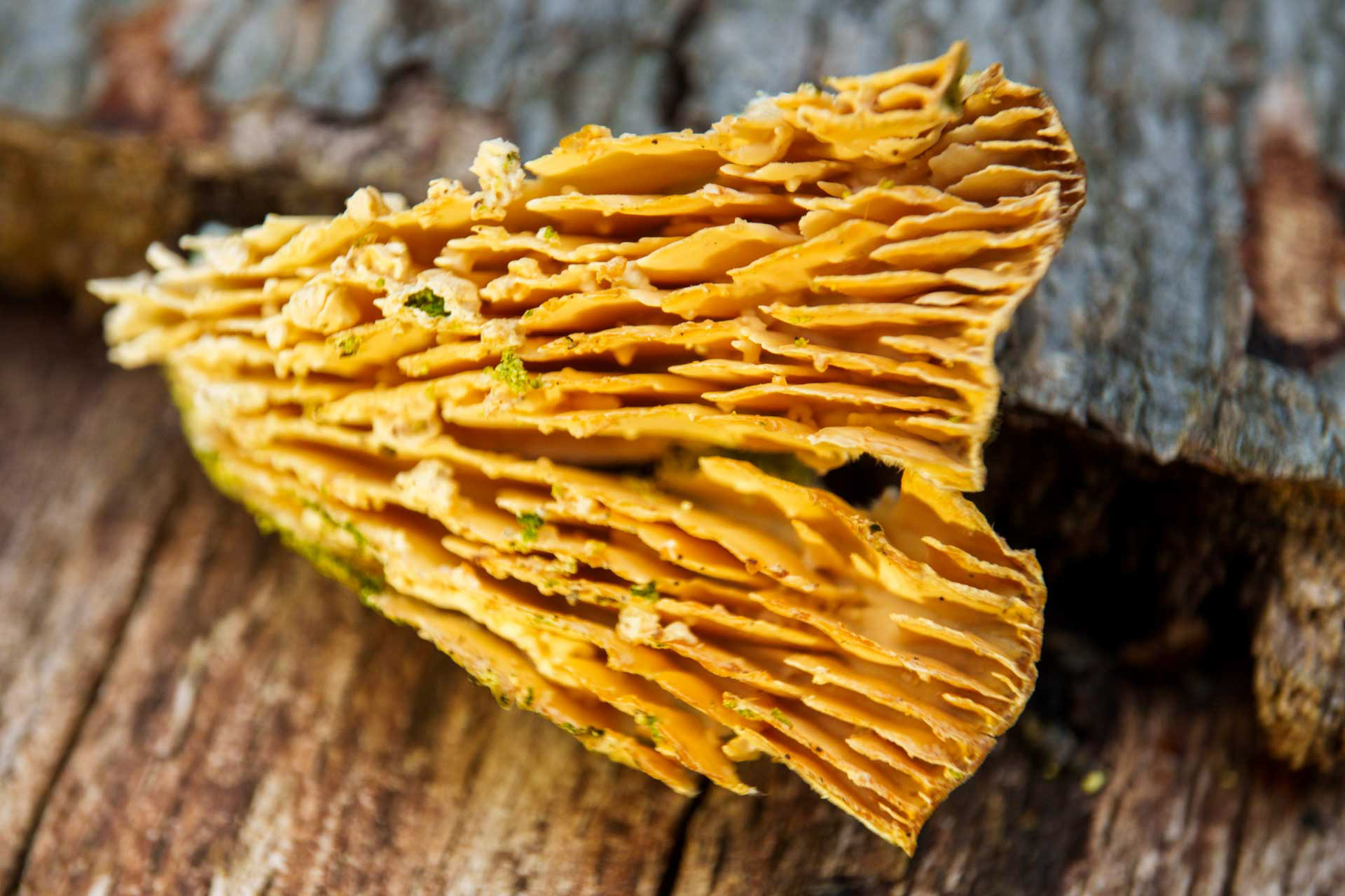 Mushroom