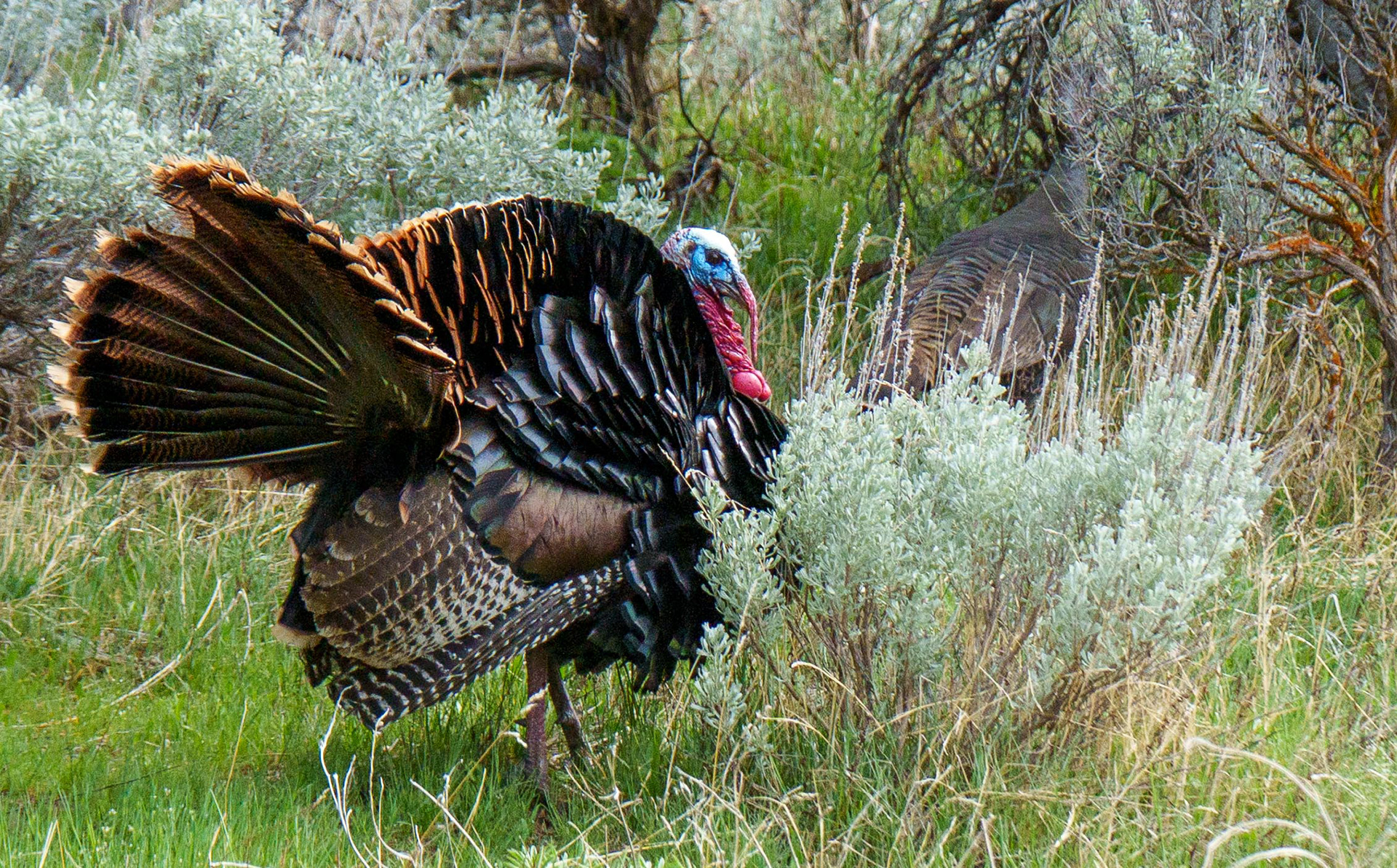 Turkey