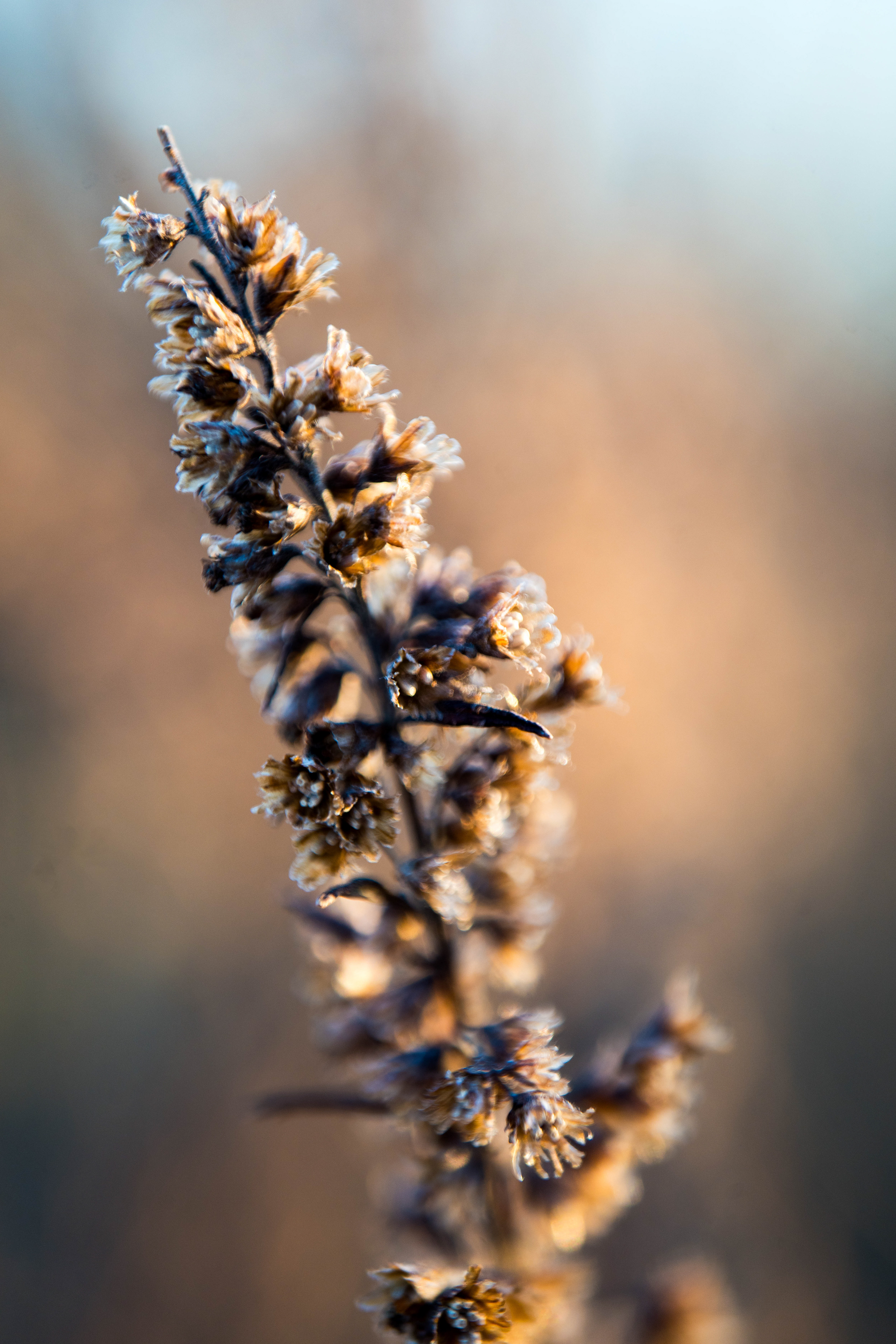 Garden Weed