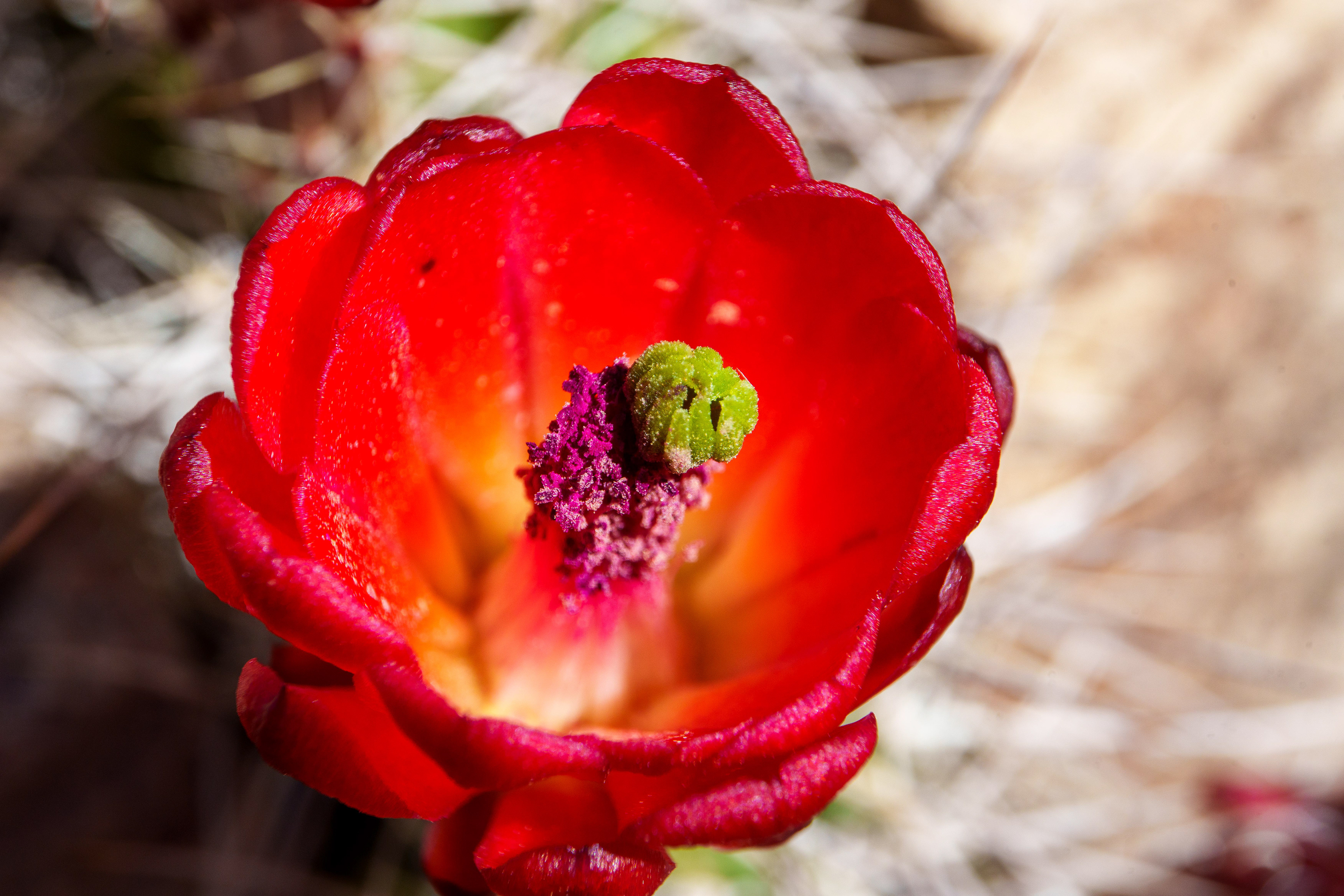 Prickly Pear
