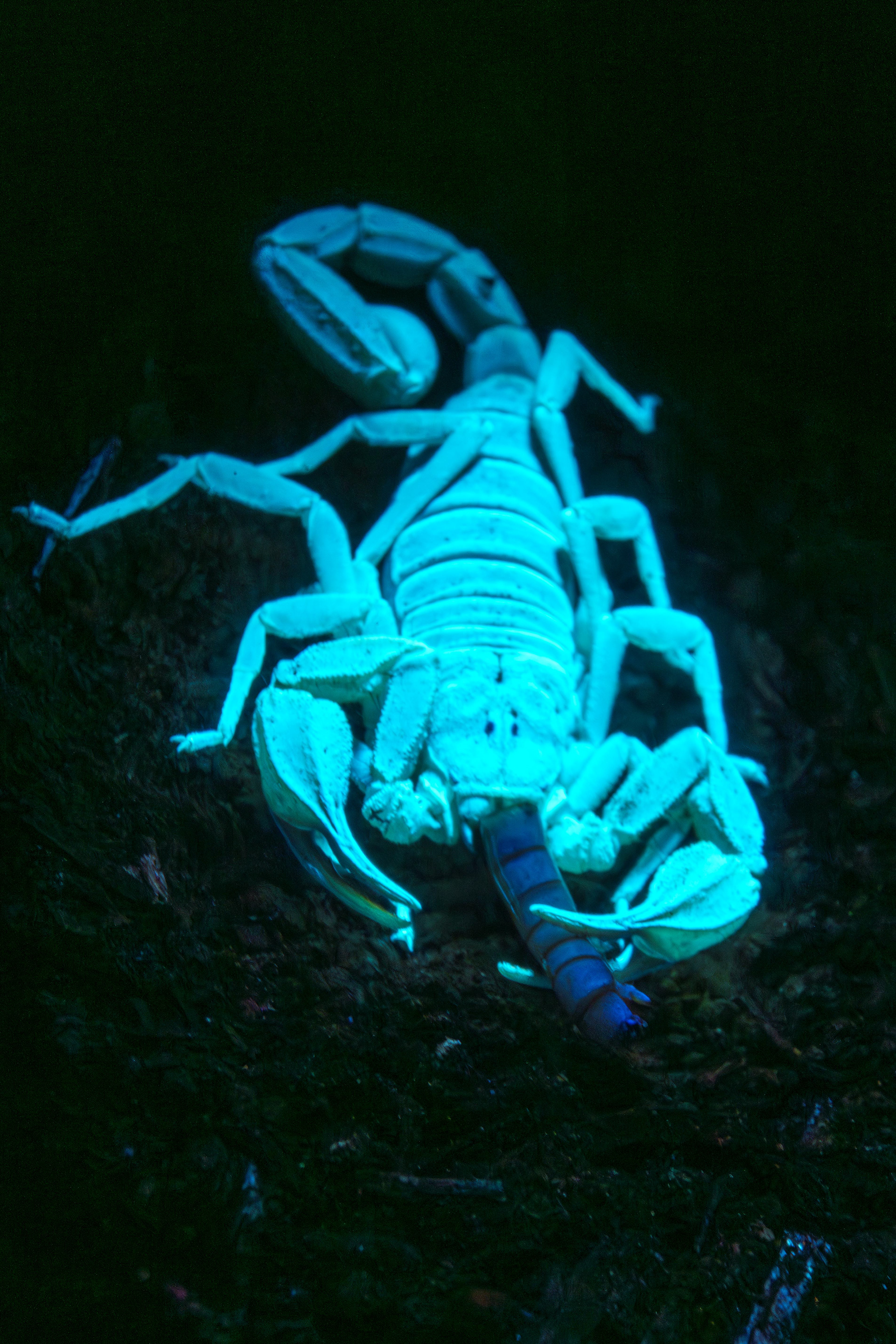 Scorpion at Night