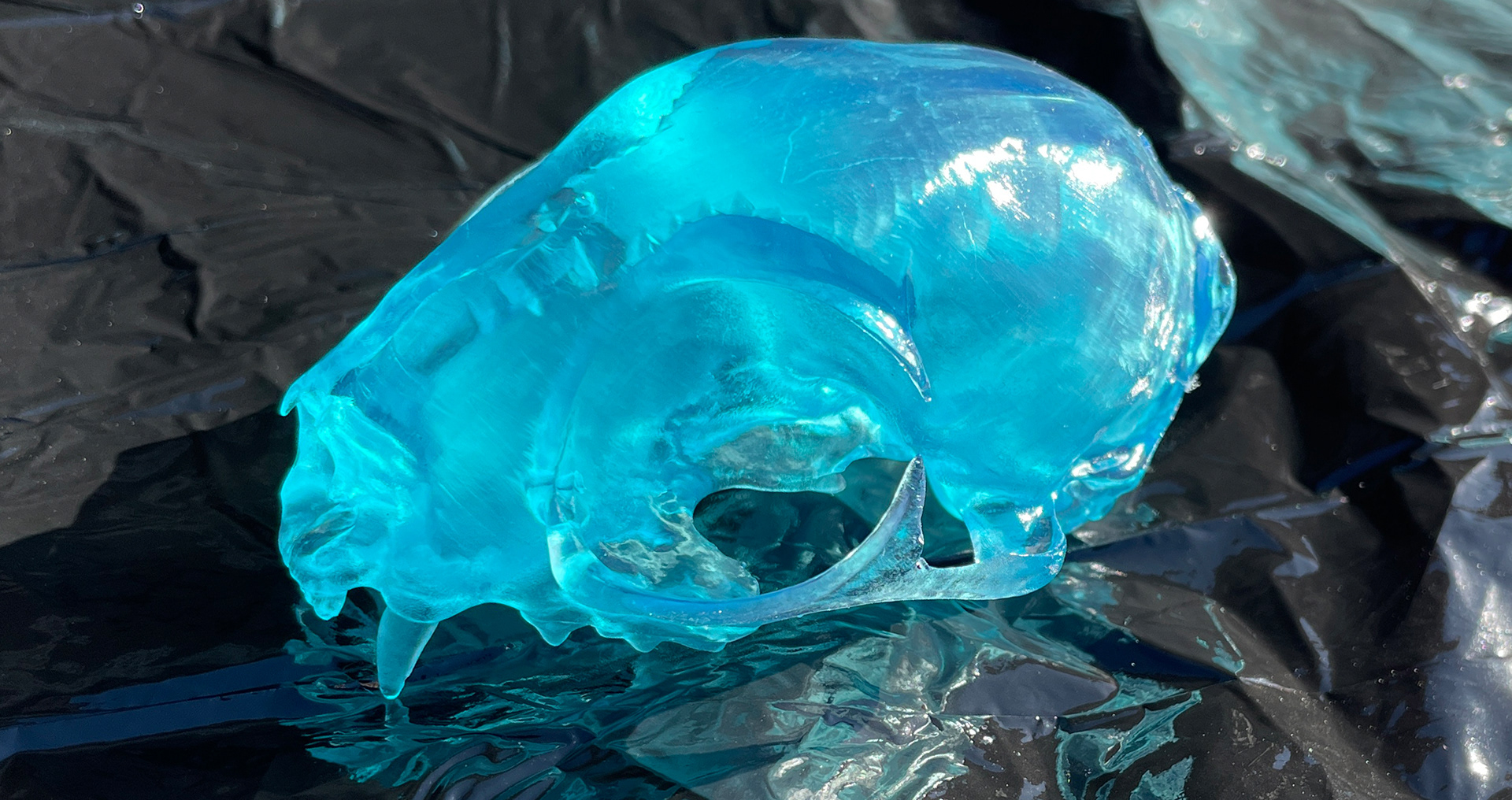 Thingiverse sourced Cat skull, sanding prep and cleared with automotive clear coat.