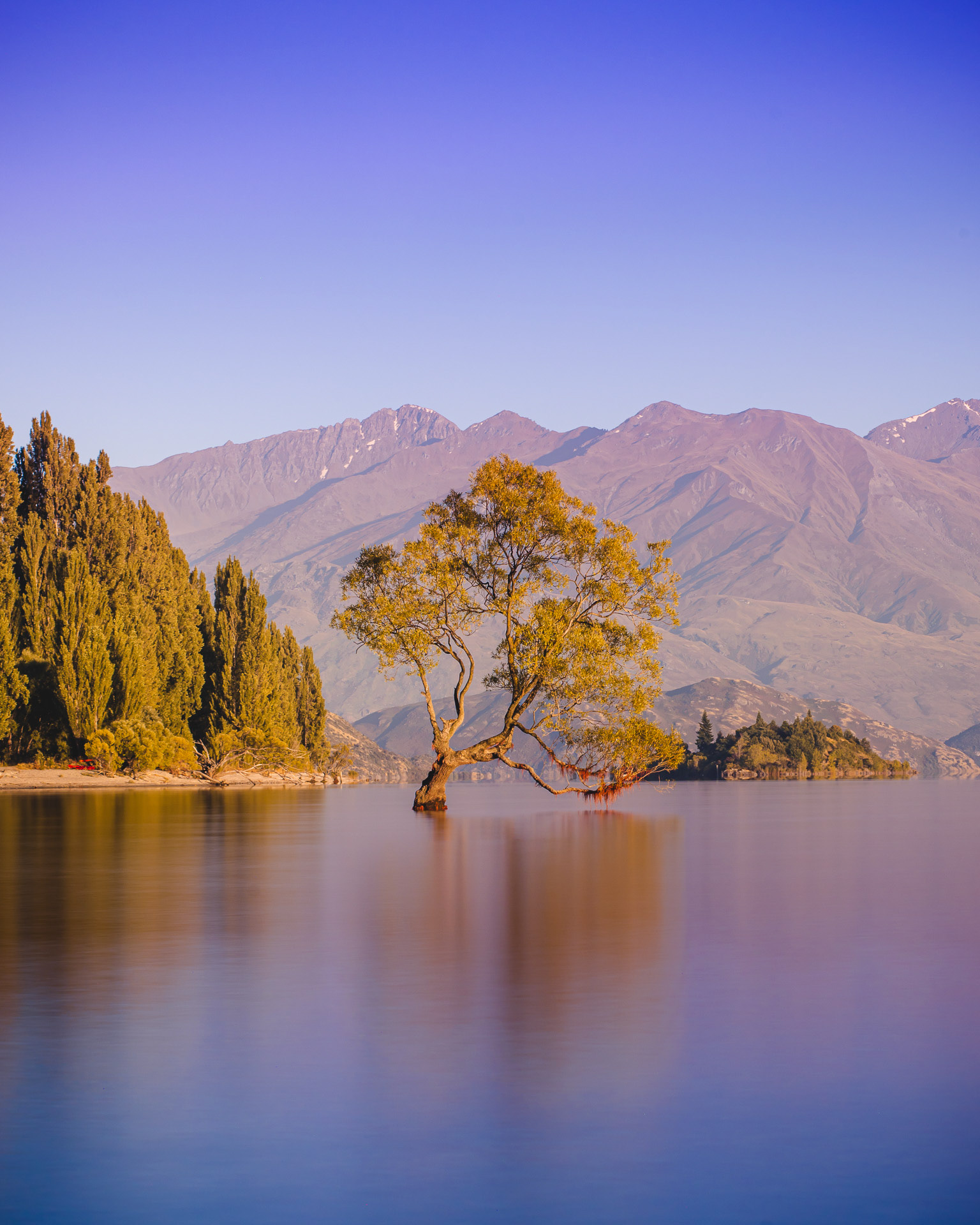 Wanaka Tree, New Zealand