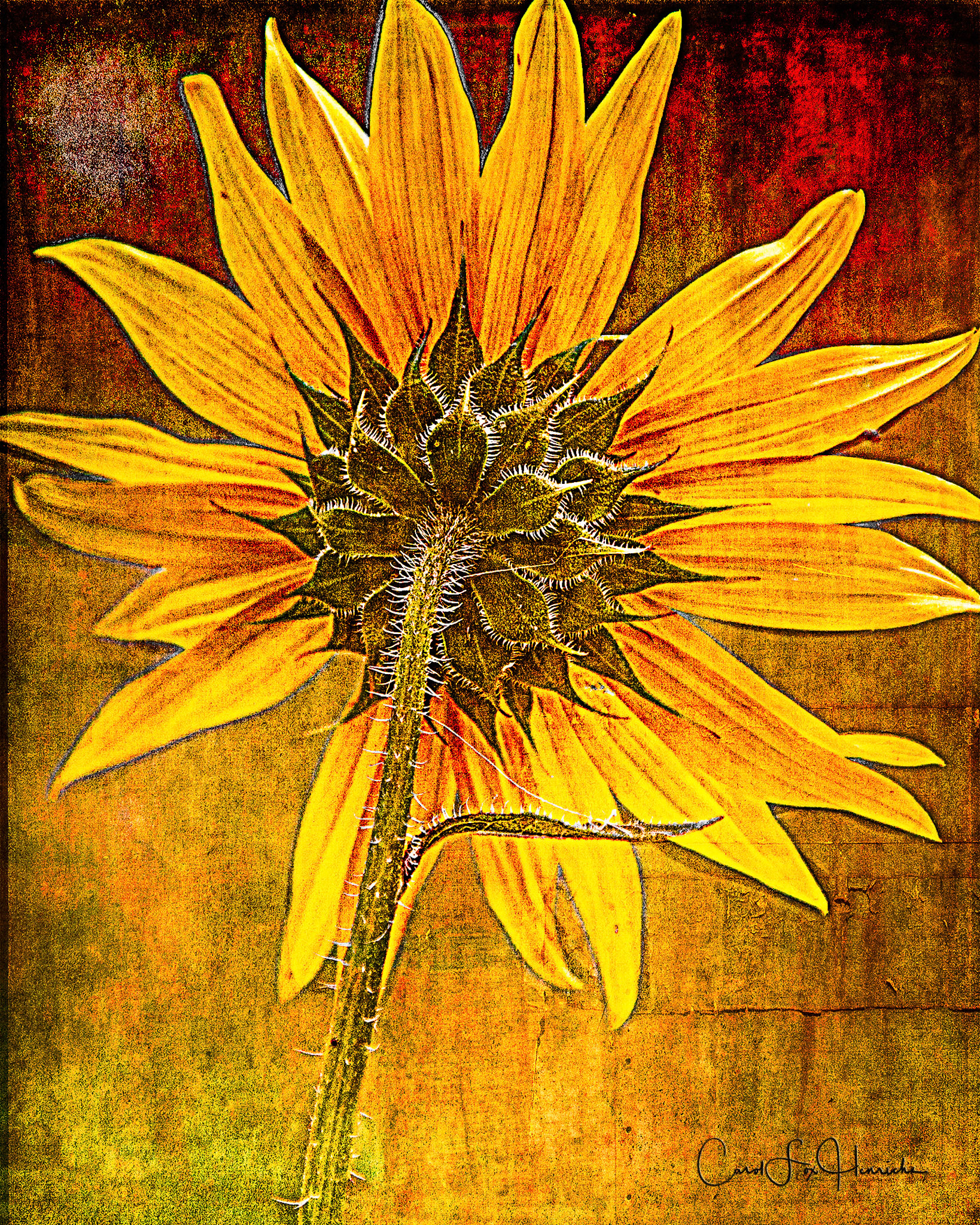 On the Edge: Helianthus Rearview