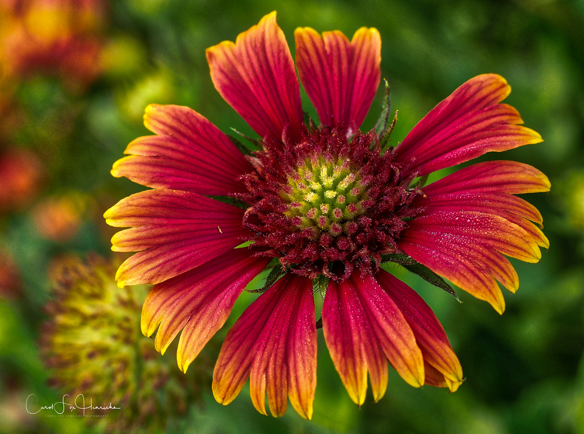 Blanketflower In Fiull Bloom