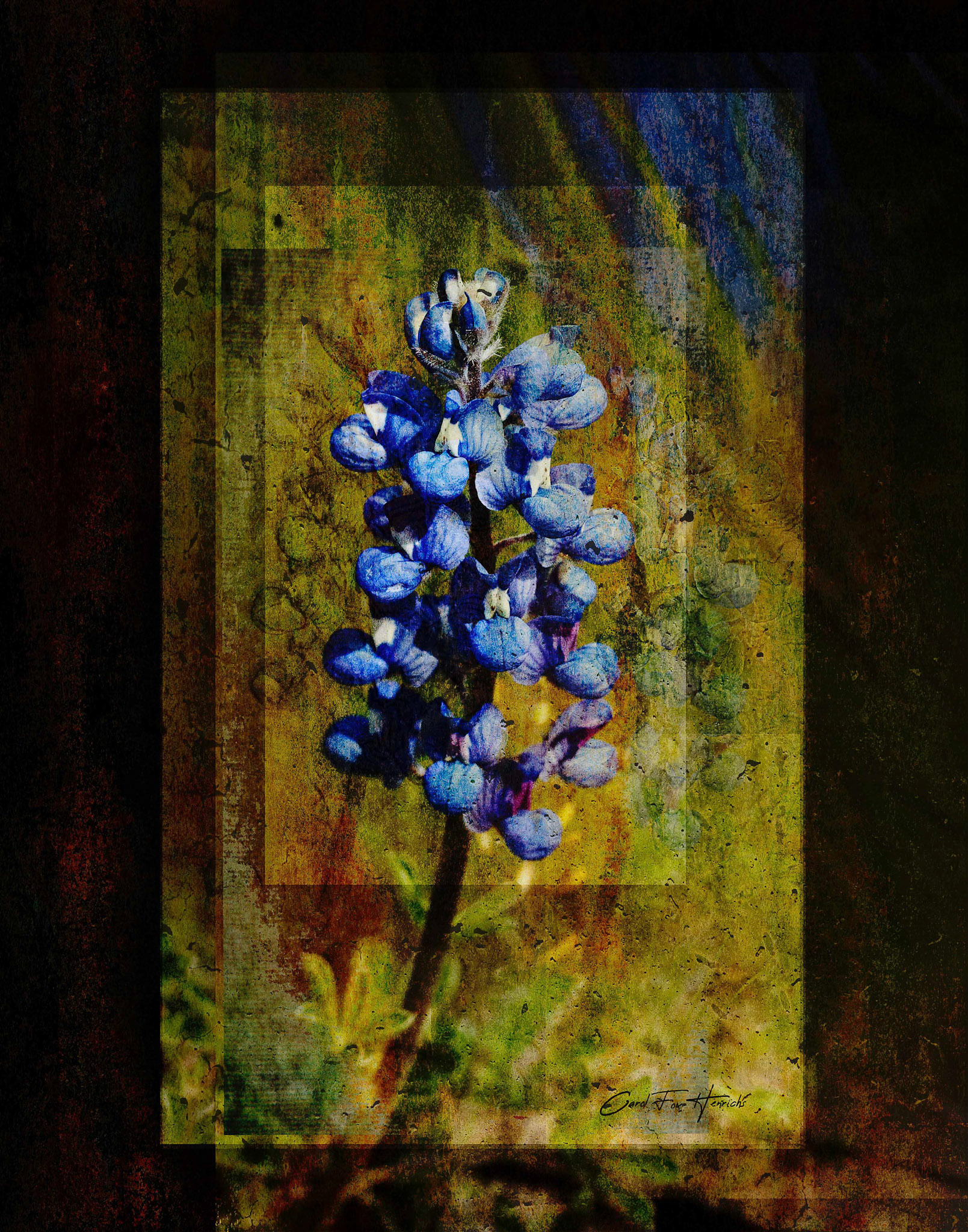 Southwestern Style Bluebonnet