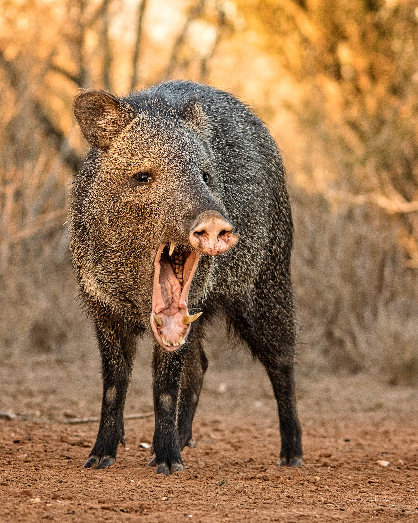 Big Yawn - Javalina