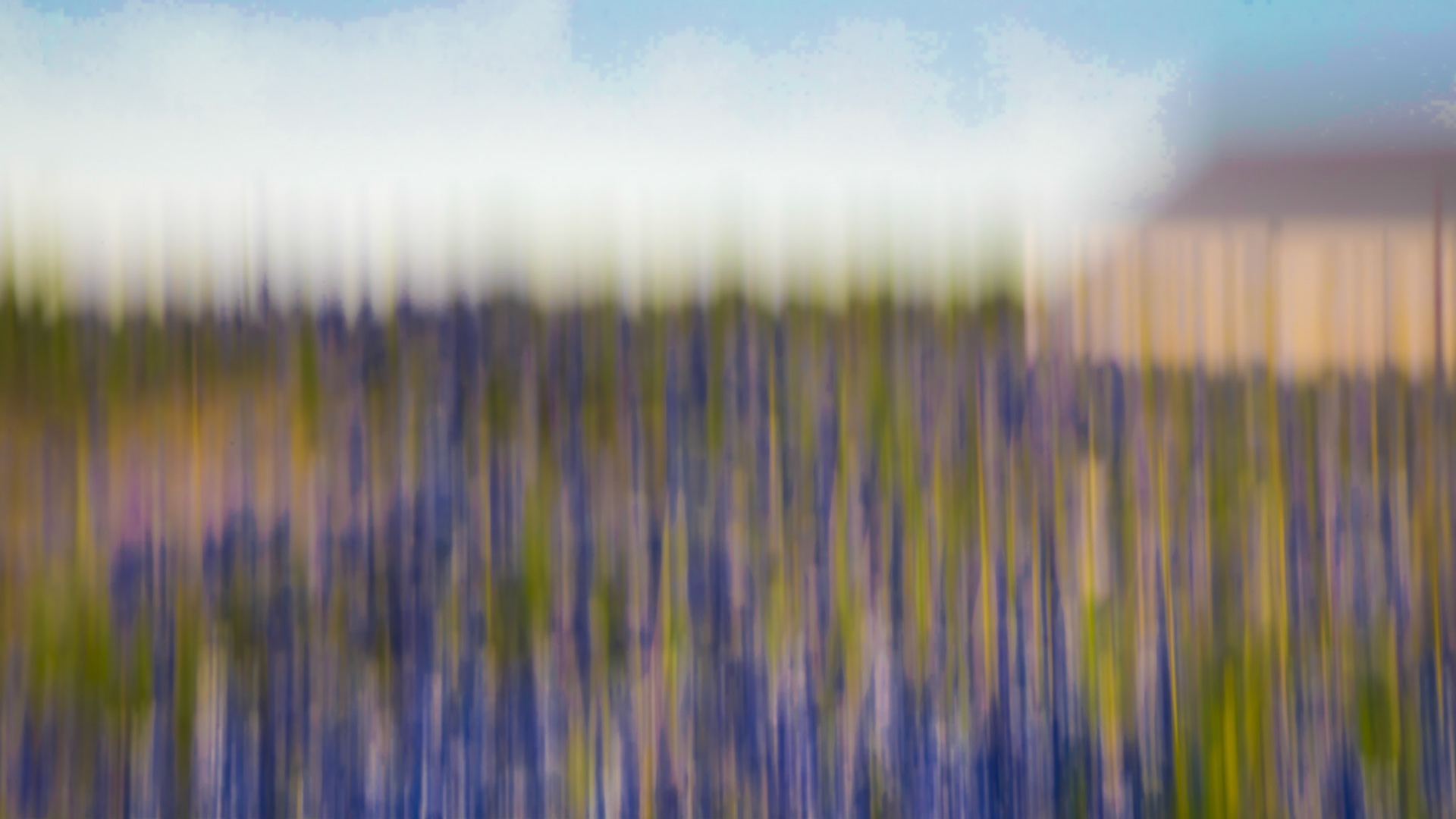 Wildflower Blur: Bluebonnets 64