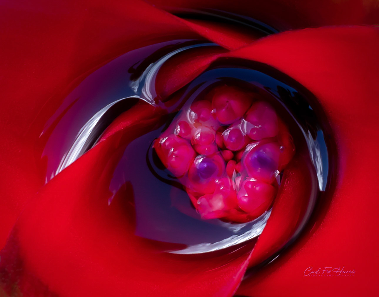 A close-up view of  rain water captured in the center of this Bromeliad.