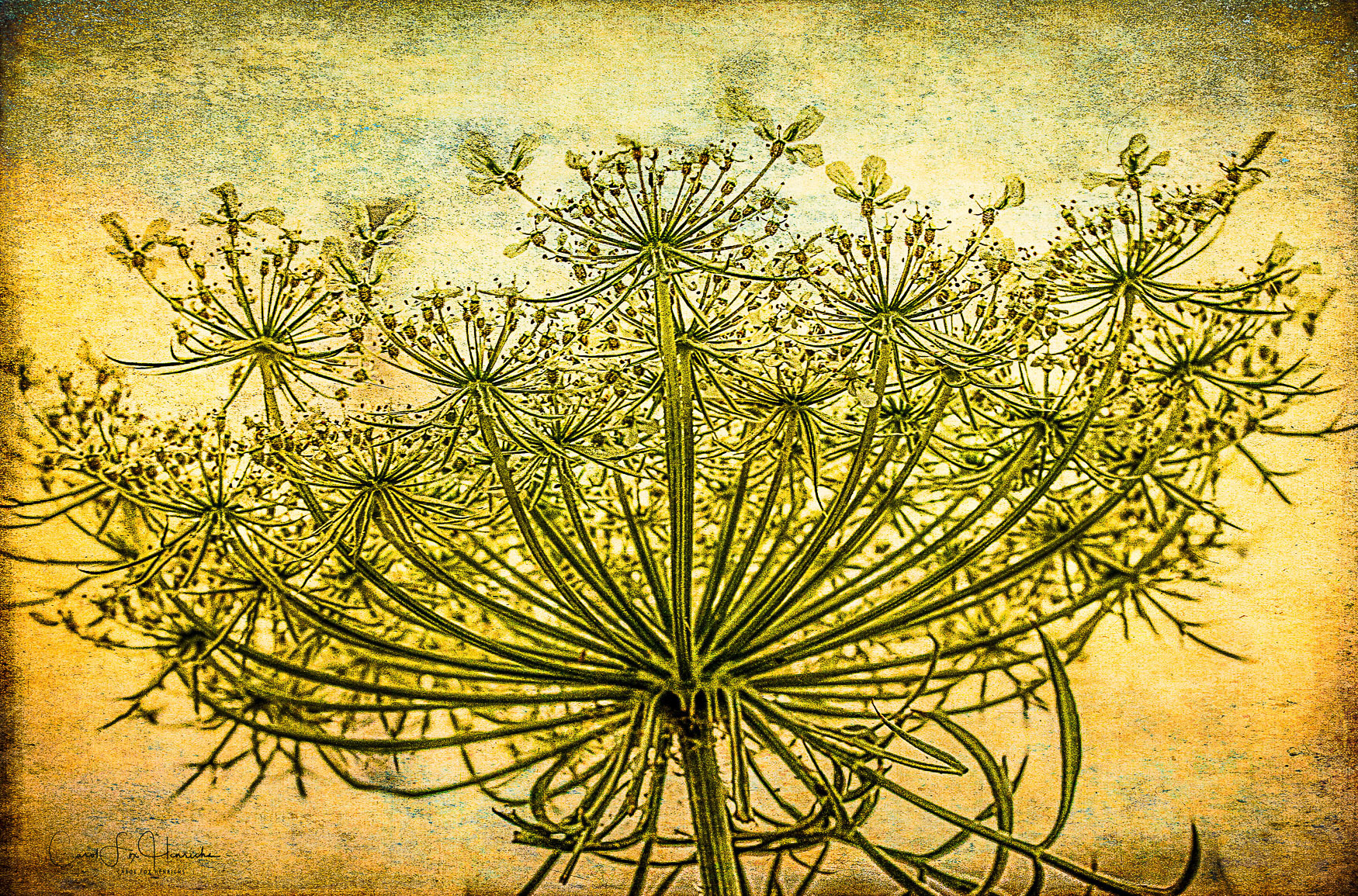 Queen Anne's Lace at Sunrise