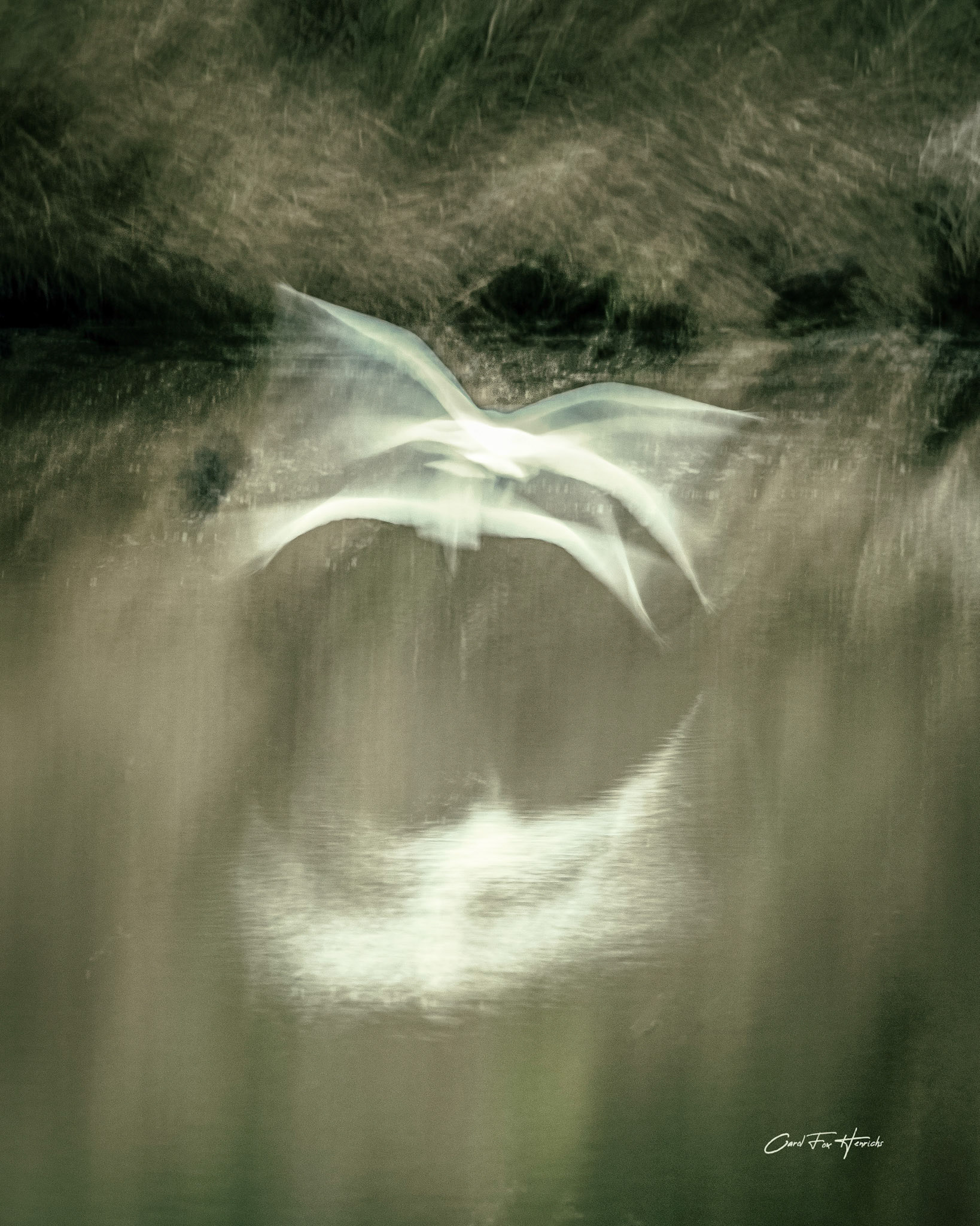 Flight of the Egret #2