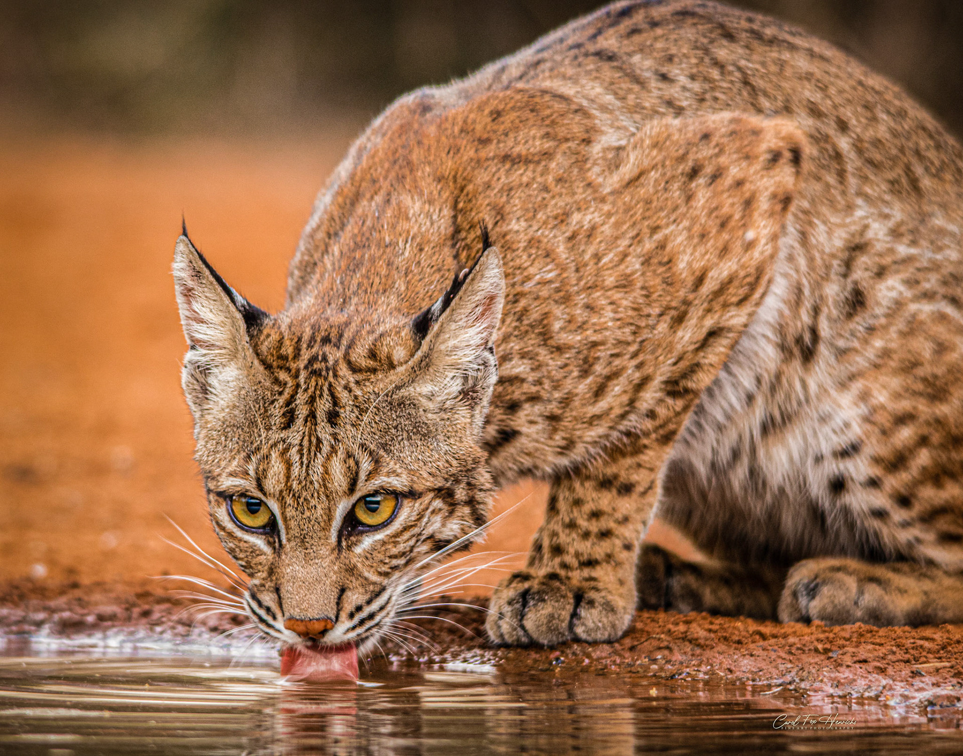 This Bobcat was a regular visitor to this watering hole. Still, she crept in cautiously. I waited until she was completely engrossed in lapping up the cool water before I snapped away.