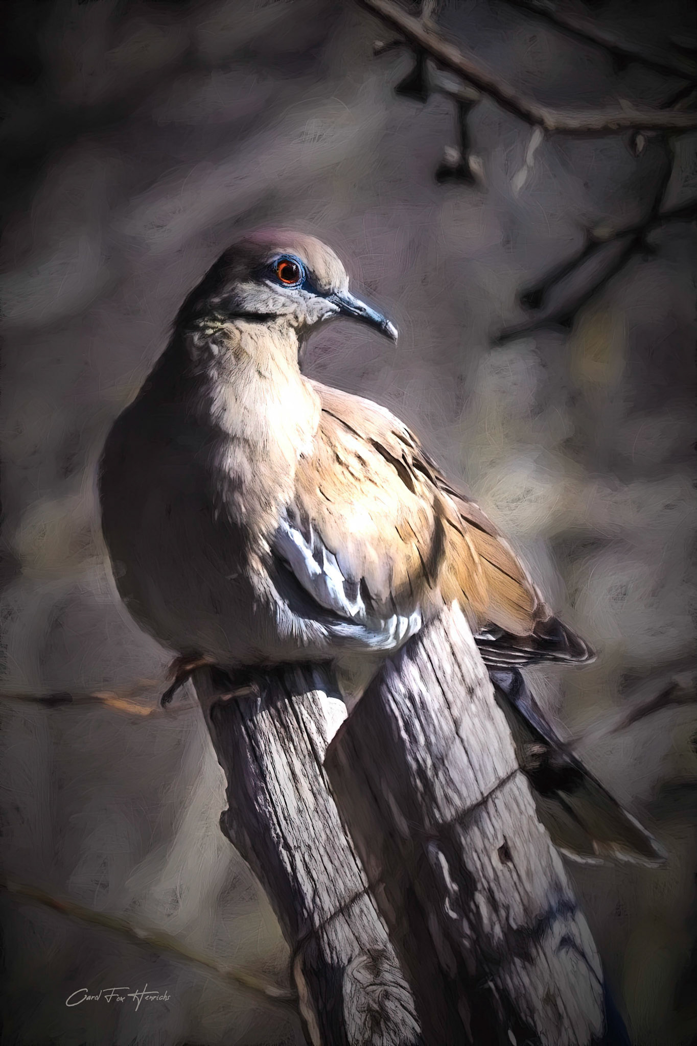 As I waited for this Whitewing Dove to settle, he turned his head to the left and struck a perfect pose.