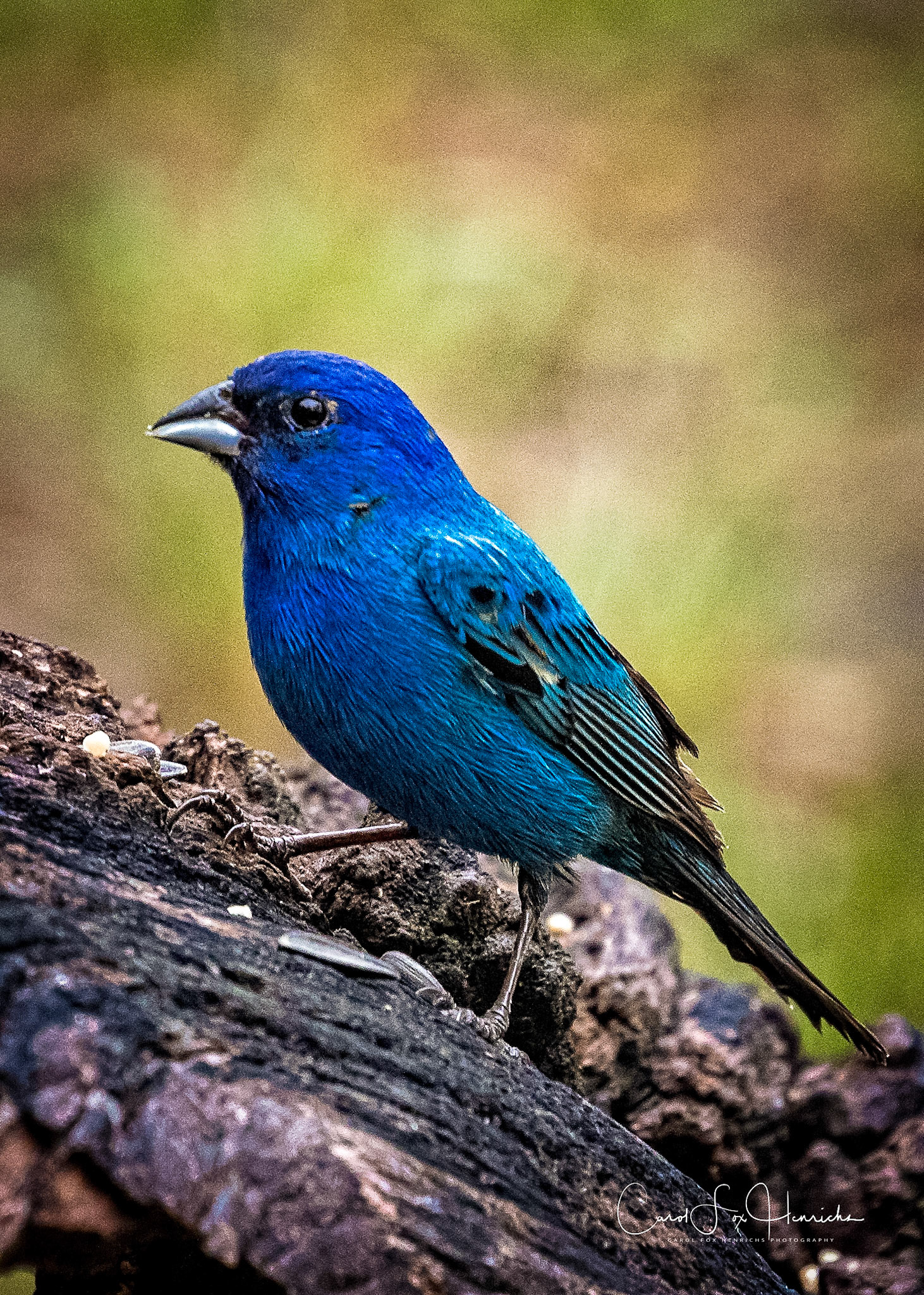Indigo Bunting