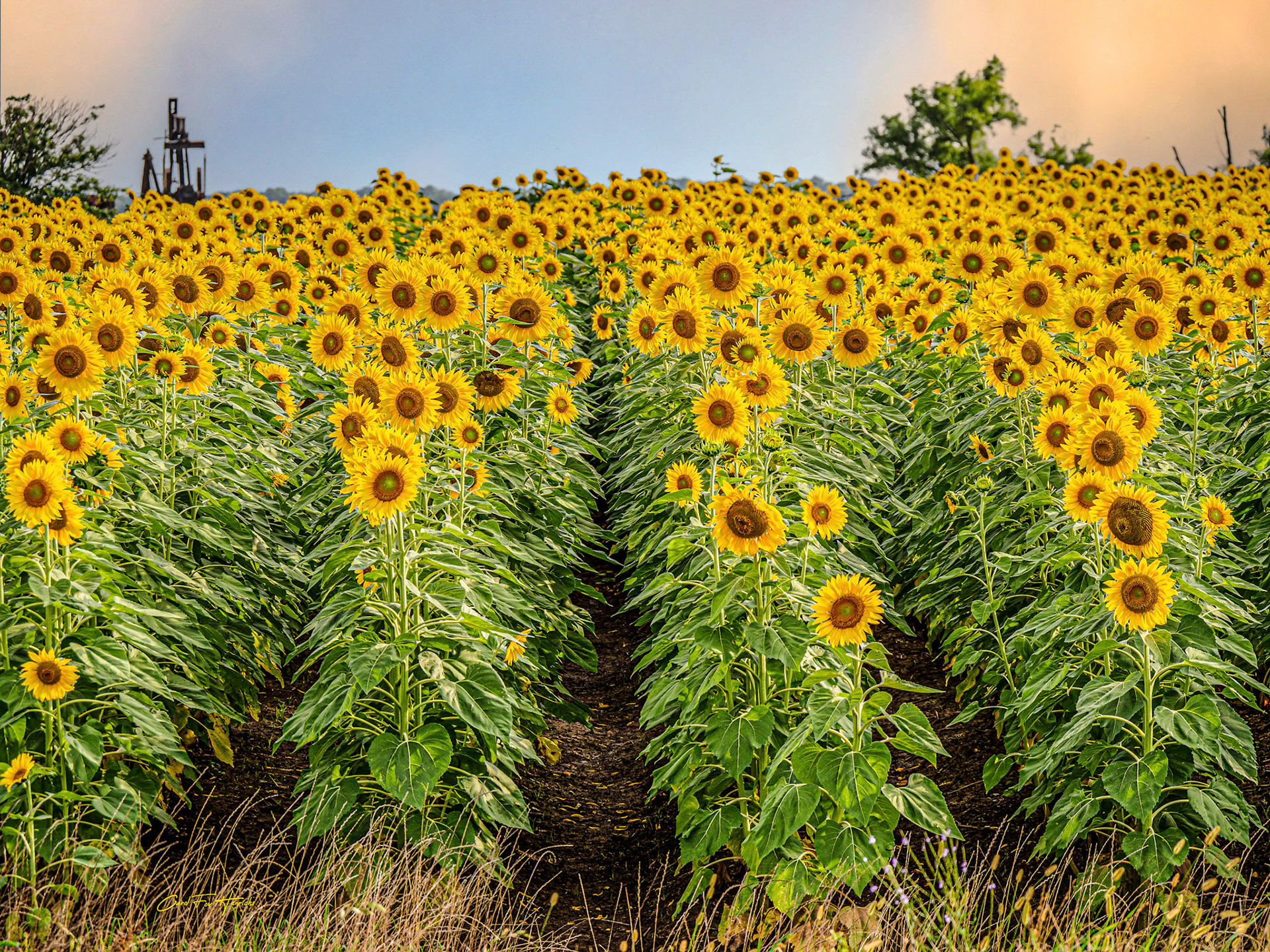 Rows of Sunflowers