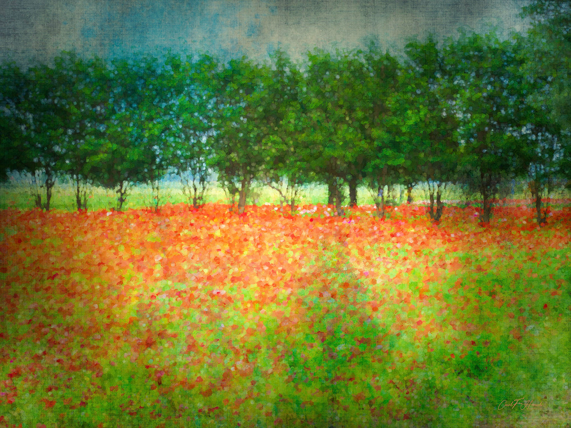 Bright and Cheery Field of Red Poppies