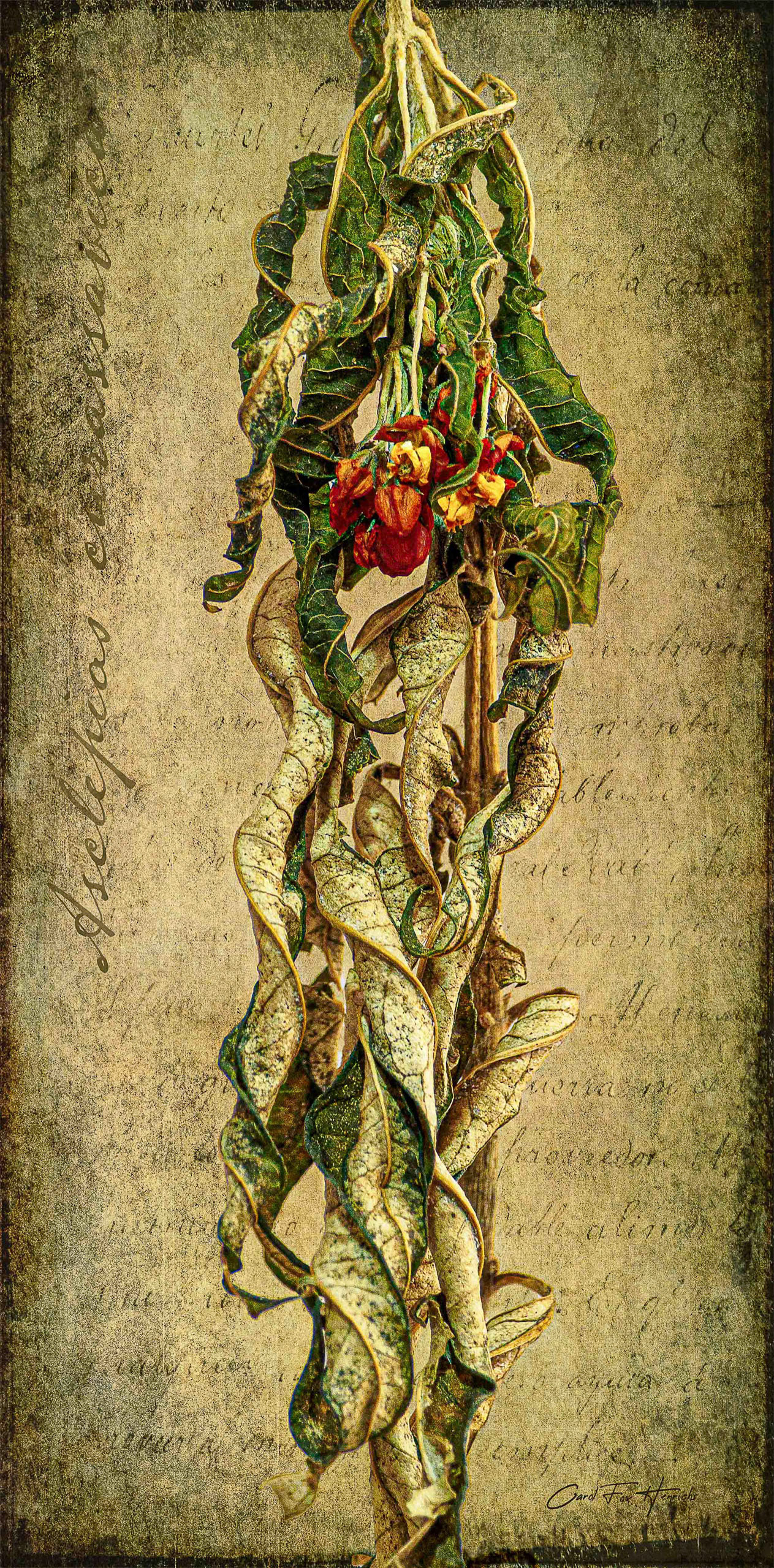 Tropical Milkweed Botanical Print