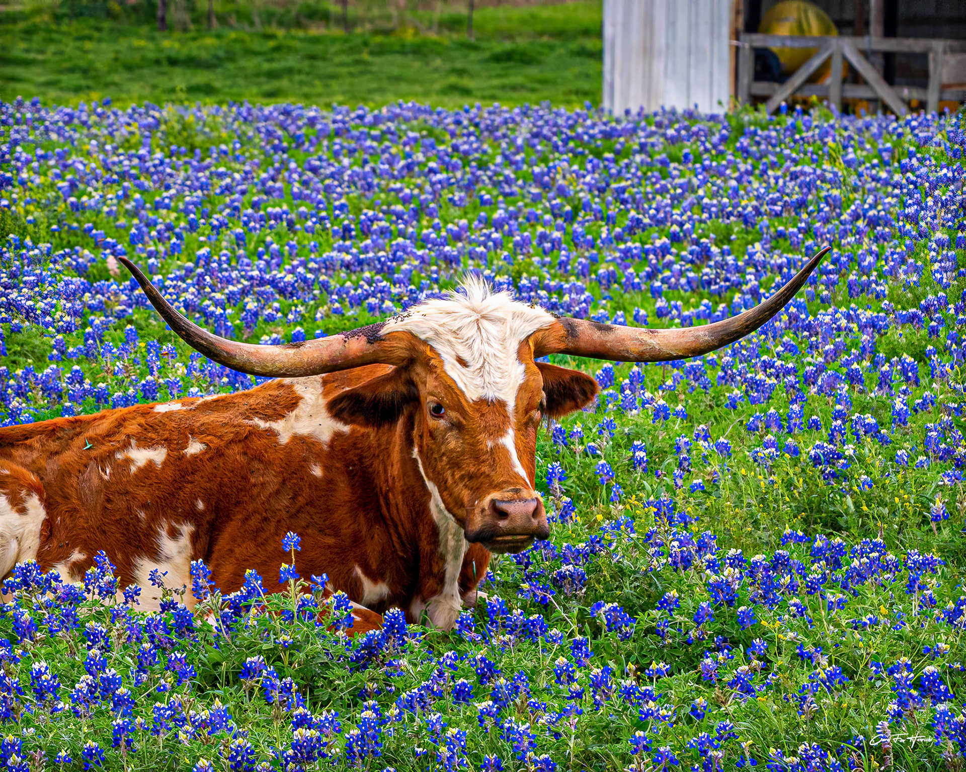 Longhorn iin Bluebonnets