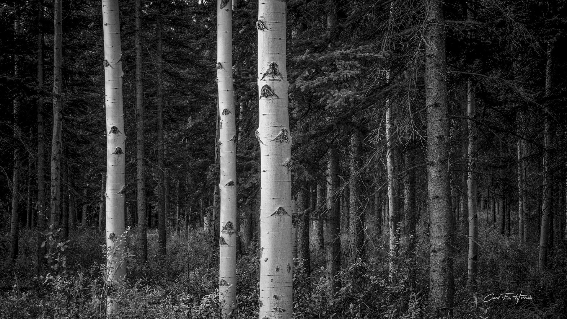 Wrangell-St. Elias National Park