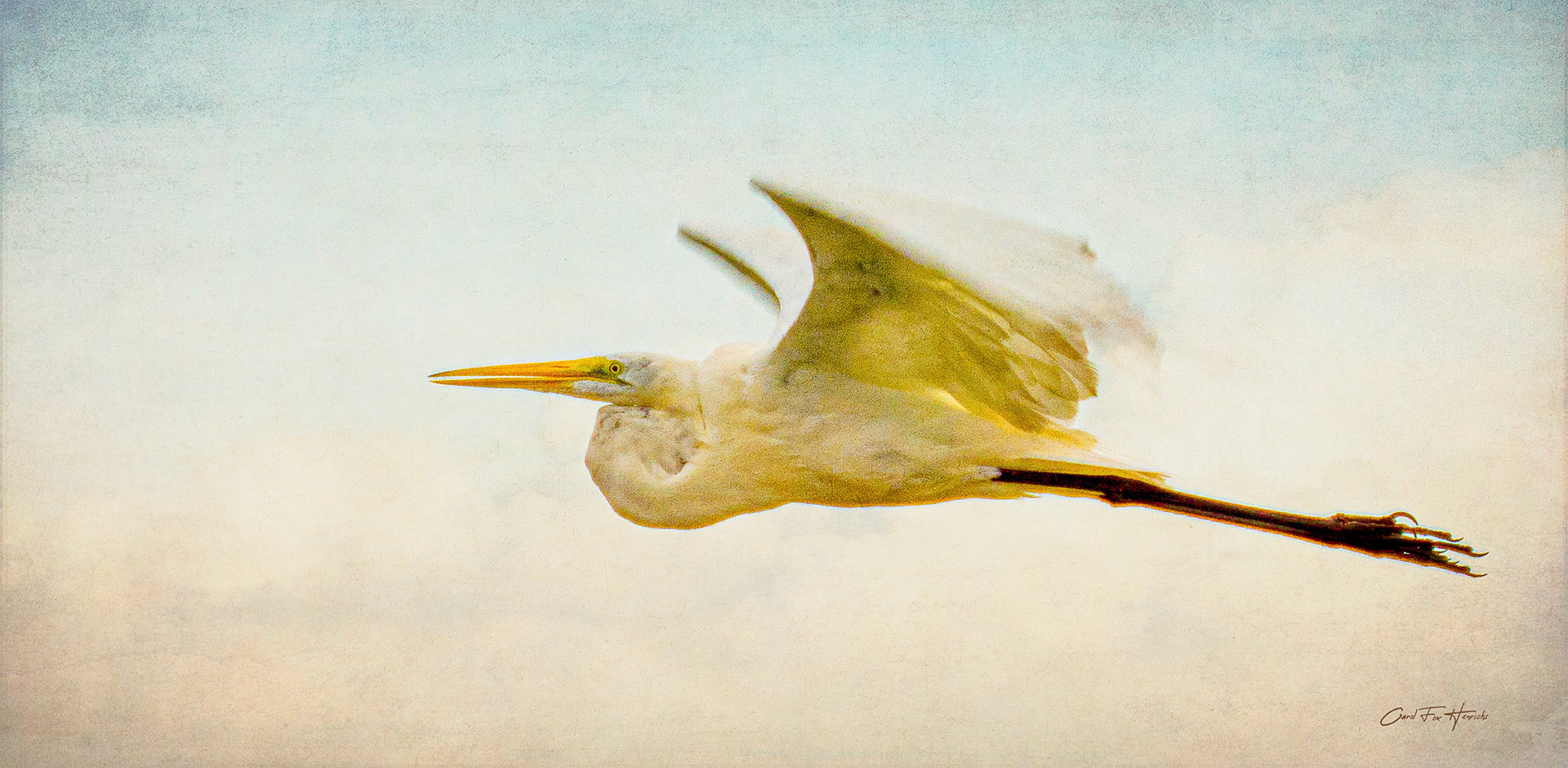 Eye Level With An Egret