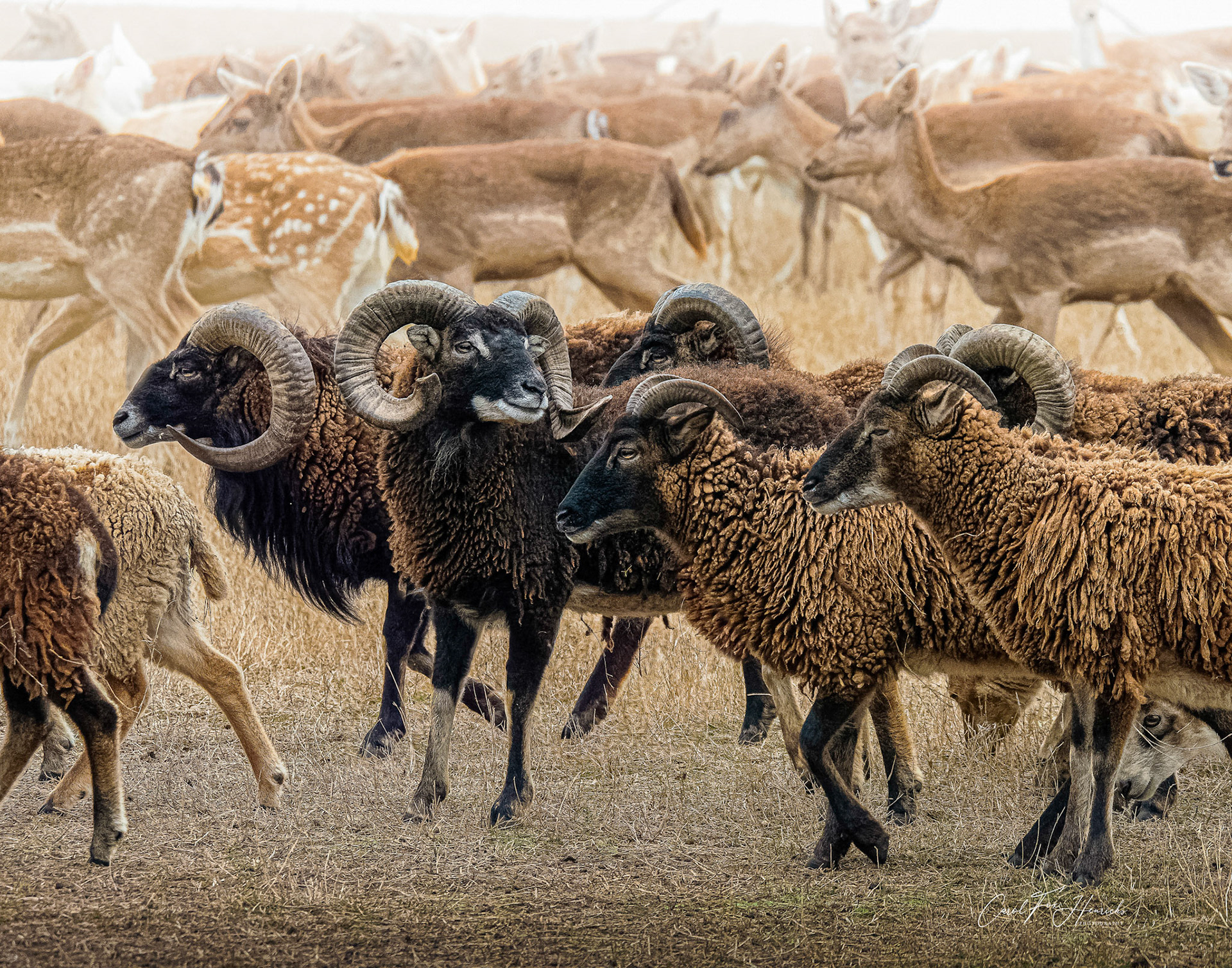 The Black Hawaiian ram stops for a brief look back as if unsure he should continue. Meanwhile, the other sheep and Fallow deer keep moving on.  Photographed at Whiskey Hollow Wildlife Ranch, Gause TX.