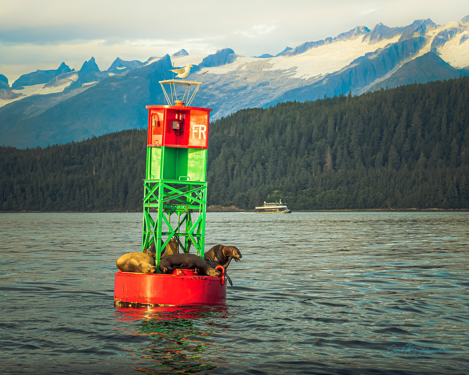 At the end of the day, harbor seals crowd onto the buoy platform in Auke Bay, Juneau, Alaksa.