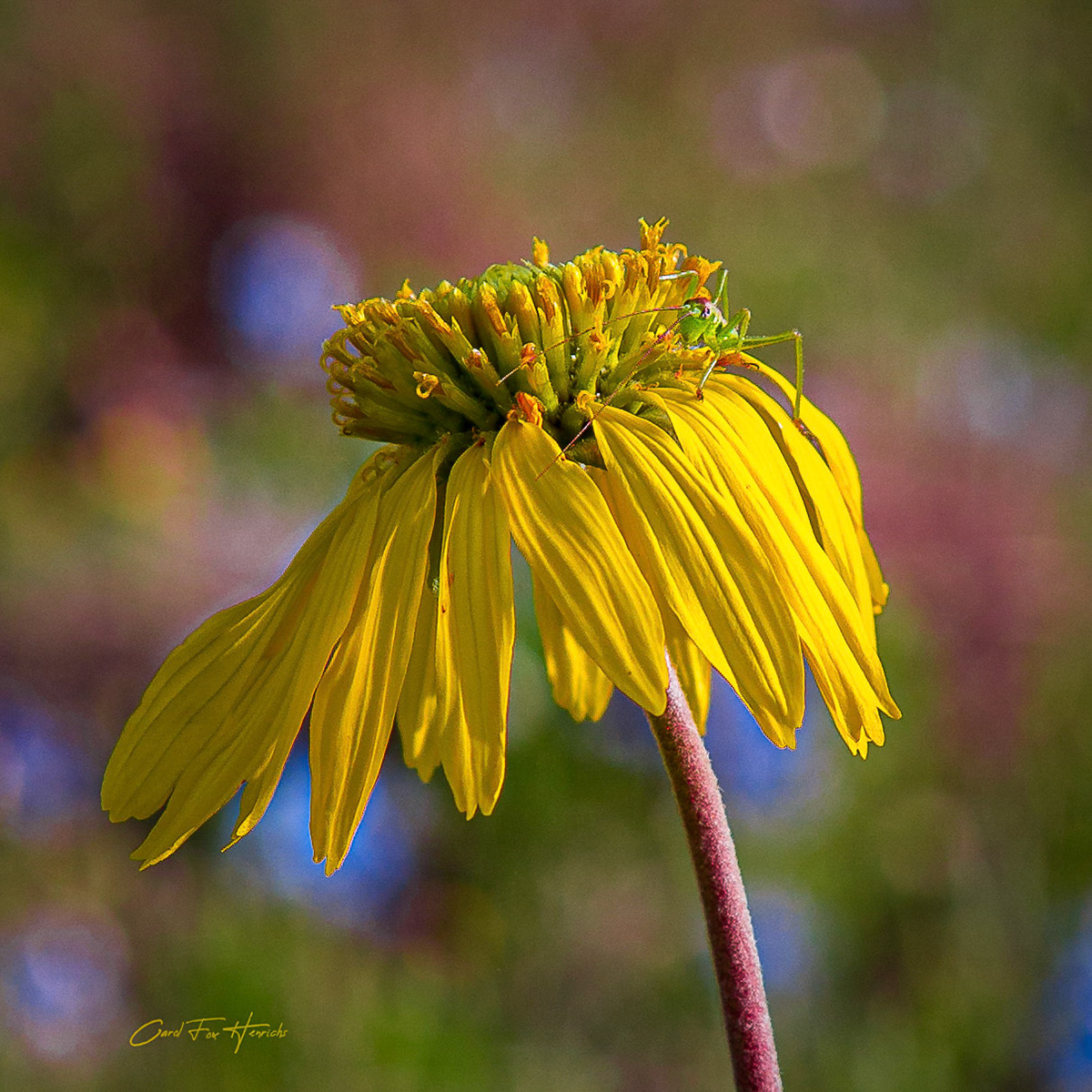 Grasshopper on Rosinweed