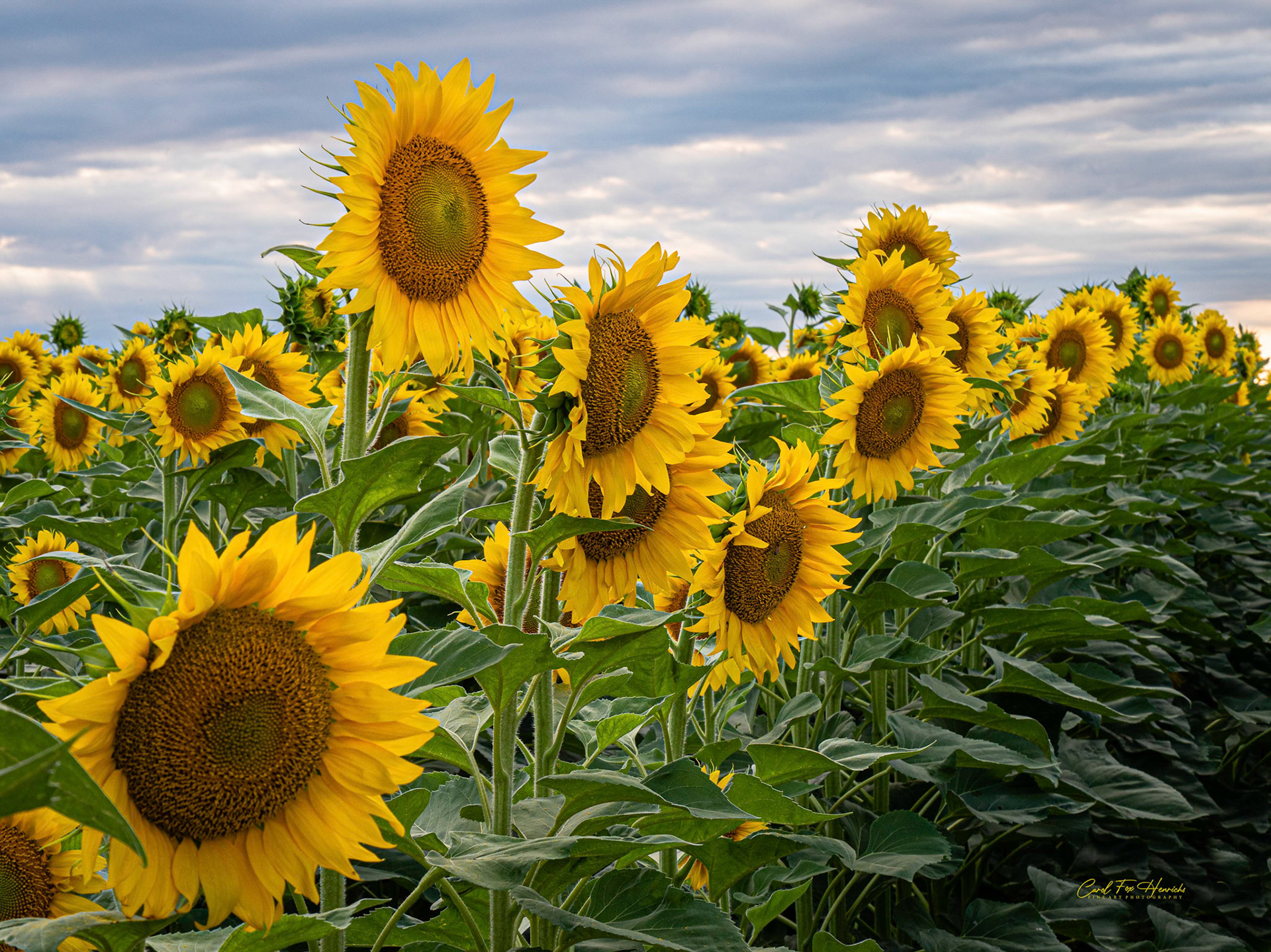 Standing Out Among the Masses