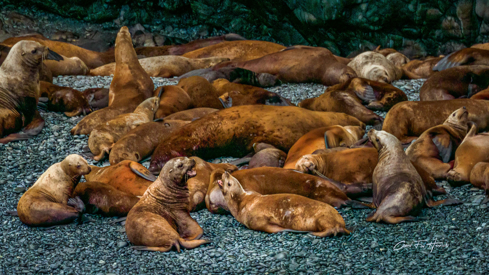 Stellar Sea Lions - Prince William Sound