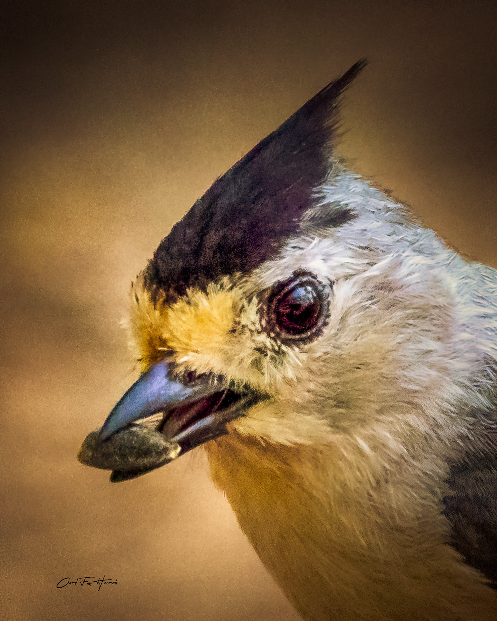 A Titmouse is quick little bird, flitting from one place to the next. This one paused for just a second to grab a seed and I squeezed off a few frames.