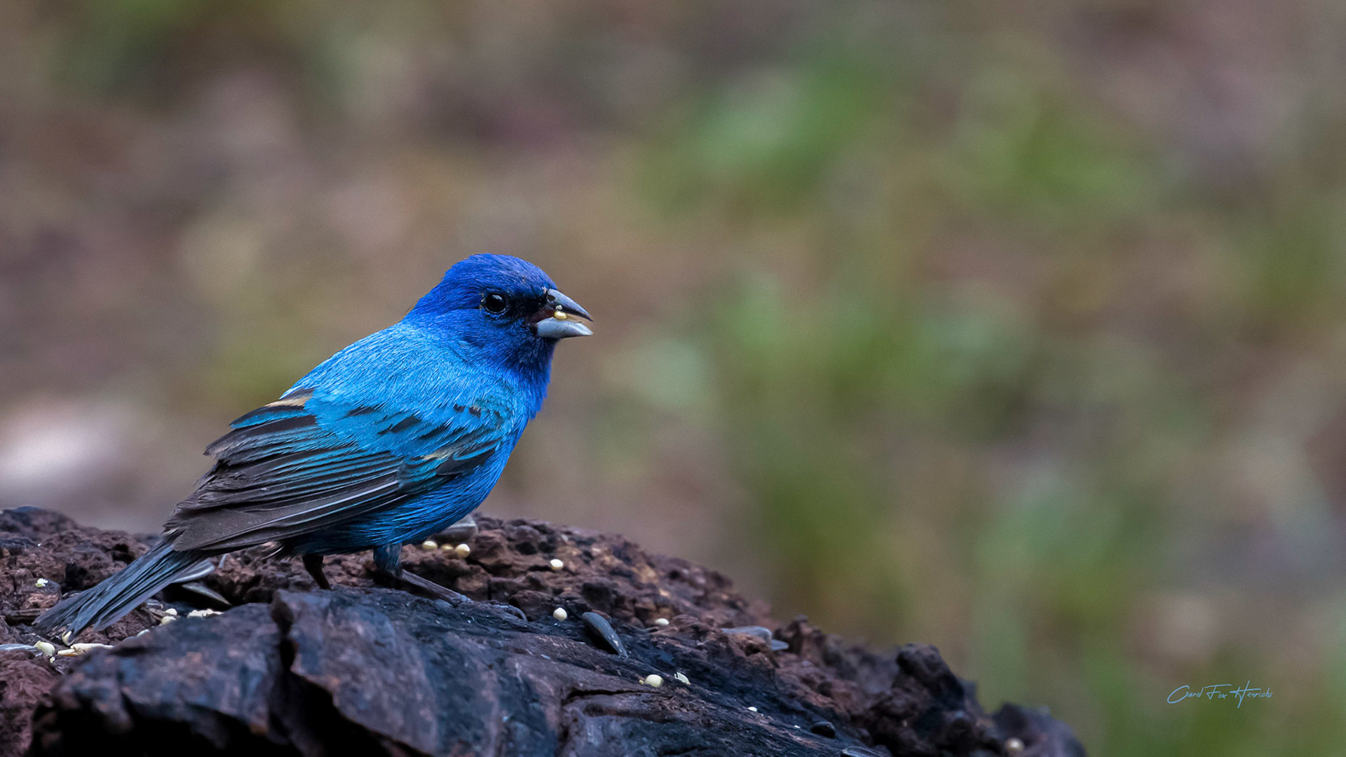 Indigo Bunting
