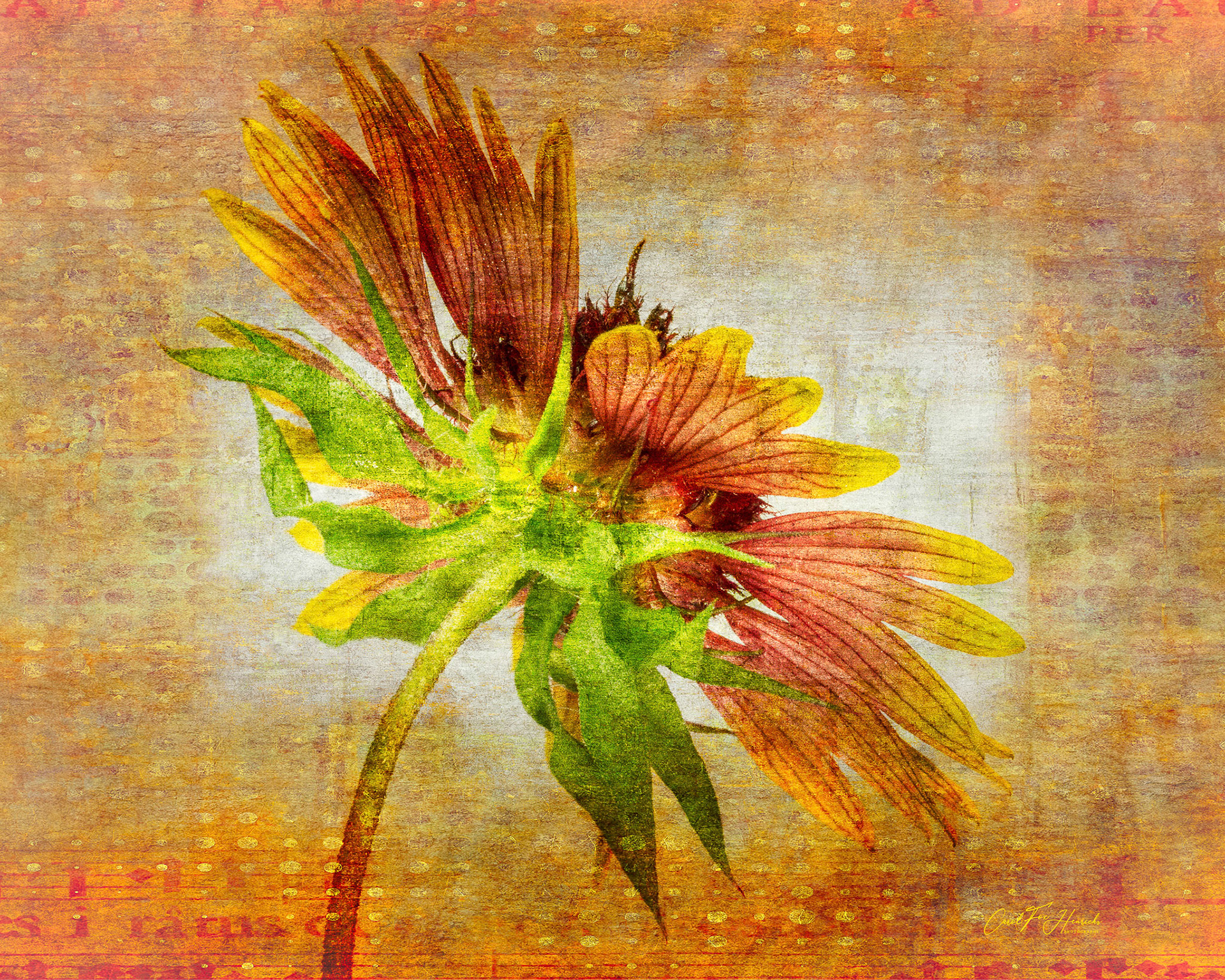 Peeking Underneath a Blanketflower