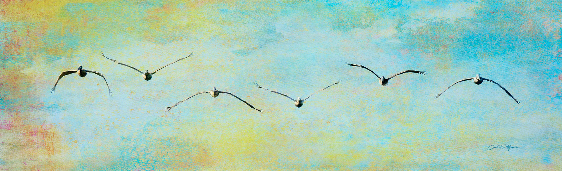 "Morning Flight In" - Each morning we watched the Brown Pelicans fly in from the west end of the island.