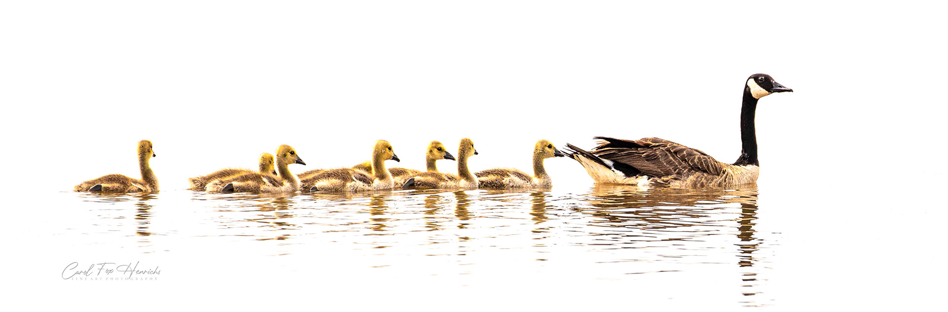 A mother goose hurries her goslings across the lake.