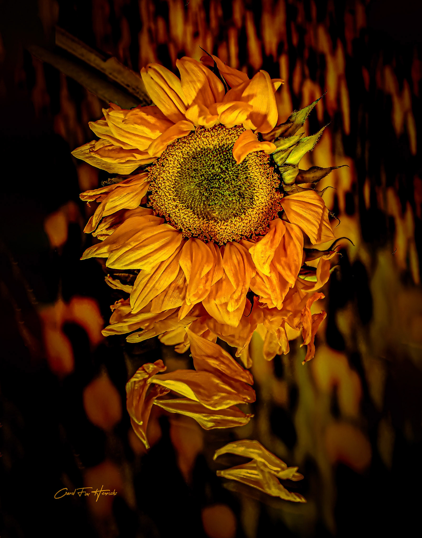 Sunflower #230-Feel the Heat