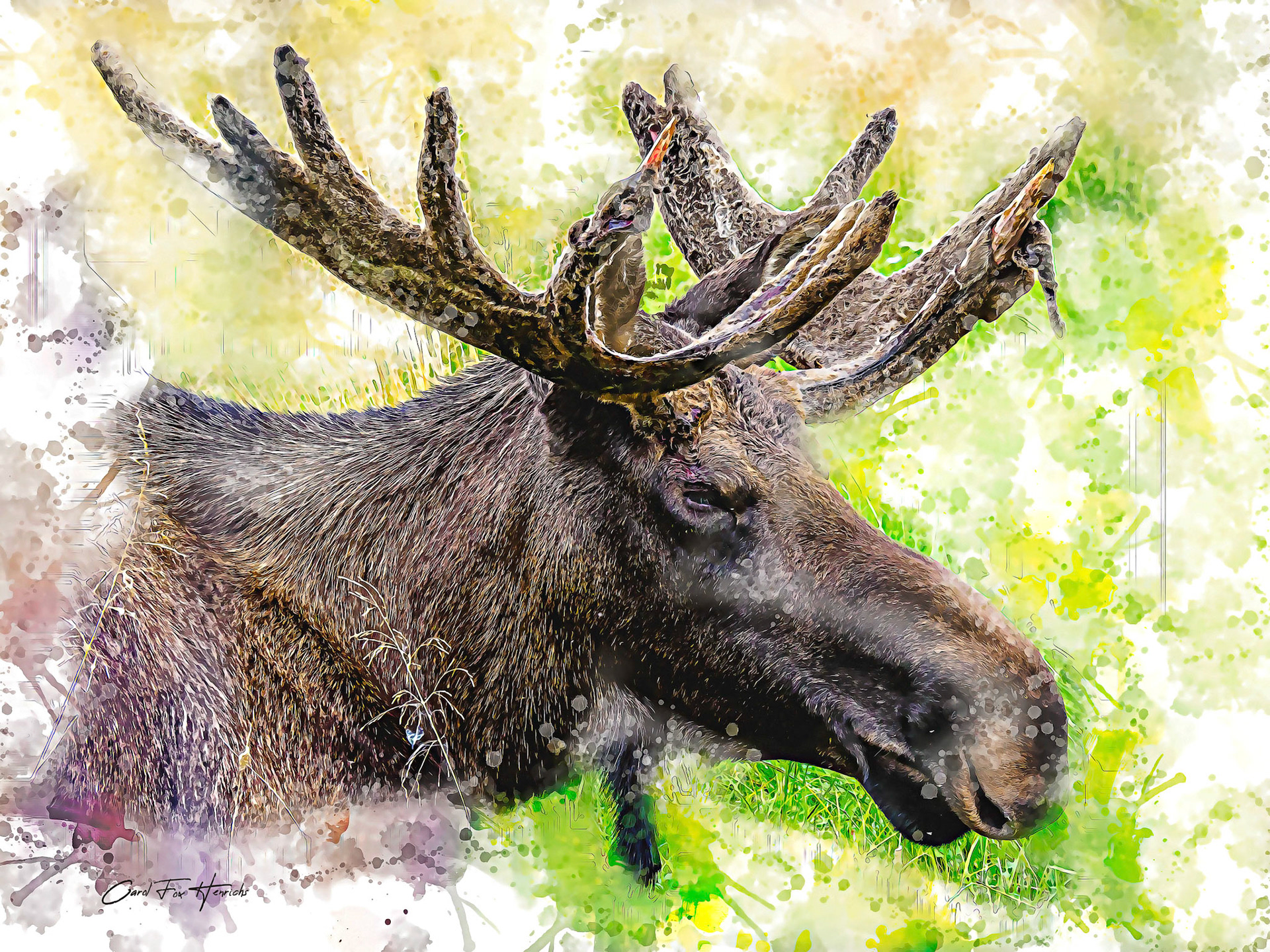 Moose near Valdez, AK