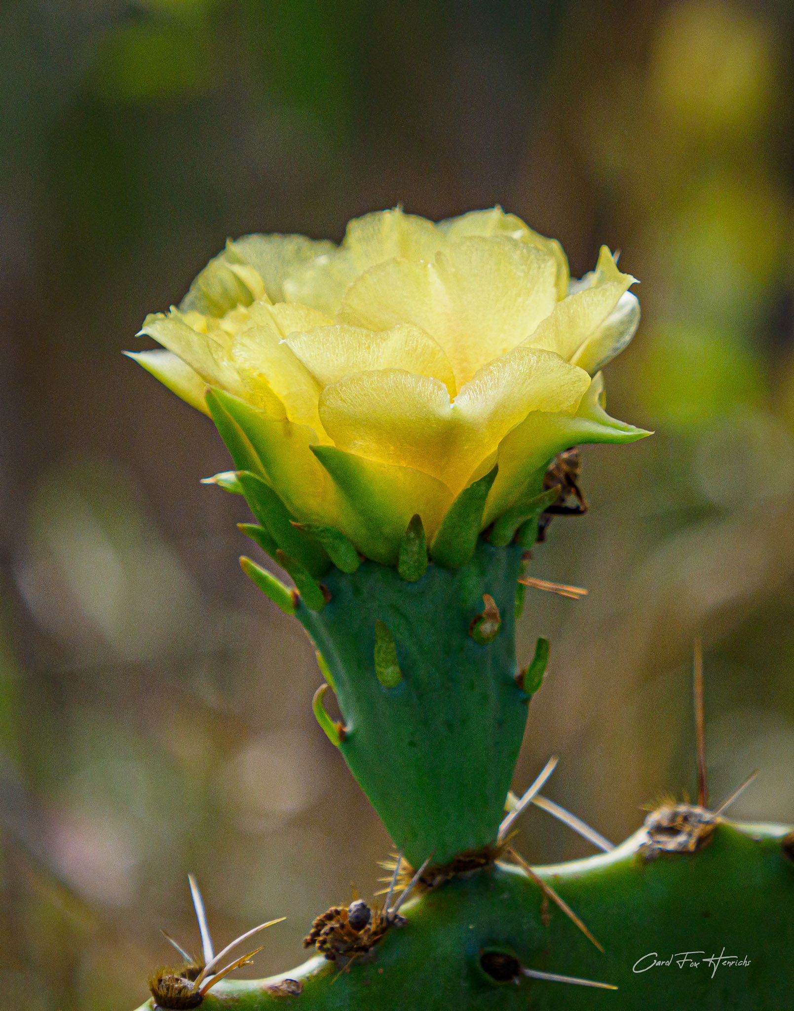 Golden Prickly Pear Bloom at Golden Hour