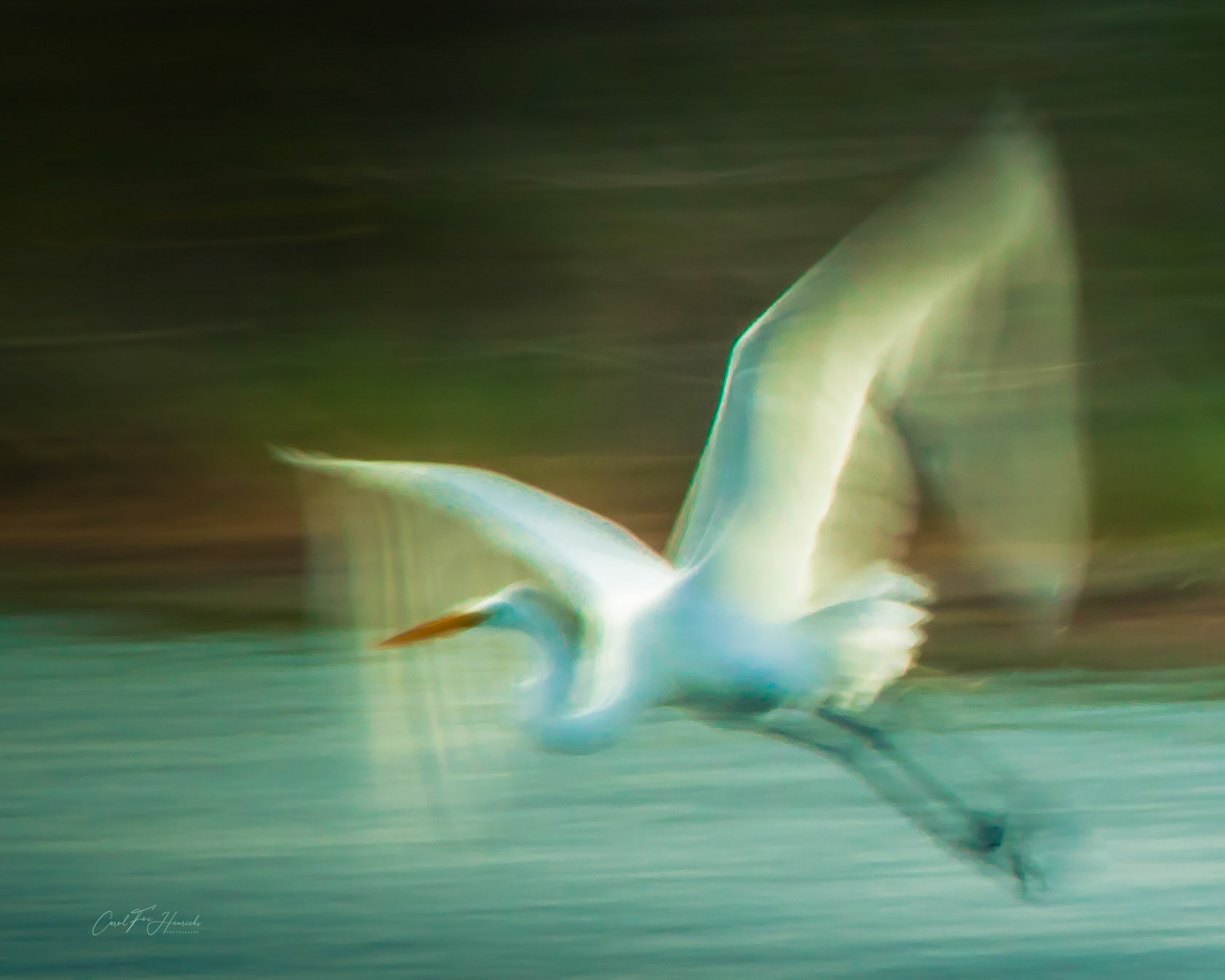This Great Egret has just taken flight--leaving this salt marsh in search of, well, who knows really. Could it be for a better fishing spot, a safe shelter for the night, in search of a mate or back to a nest to care for newly hatched chicks.? Fly away then! I hope you find what you seek.