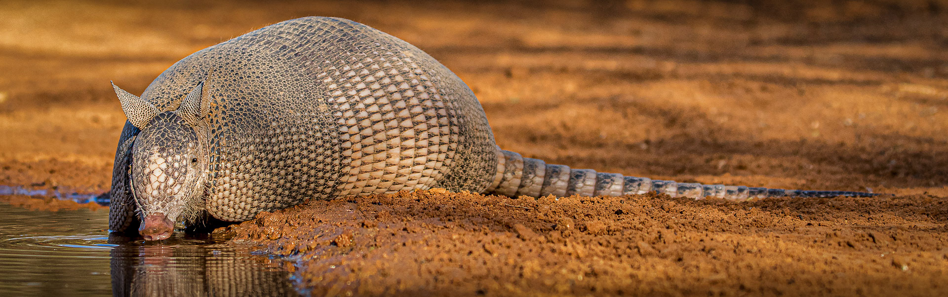 A Really Long Drink - Armadillo