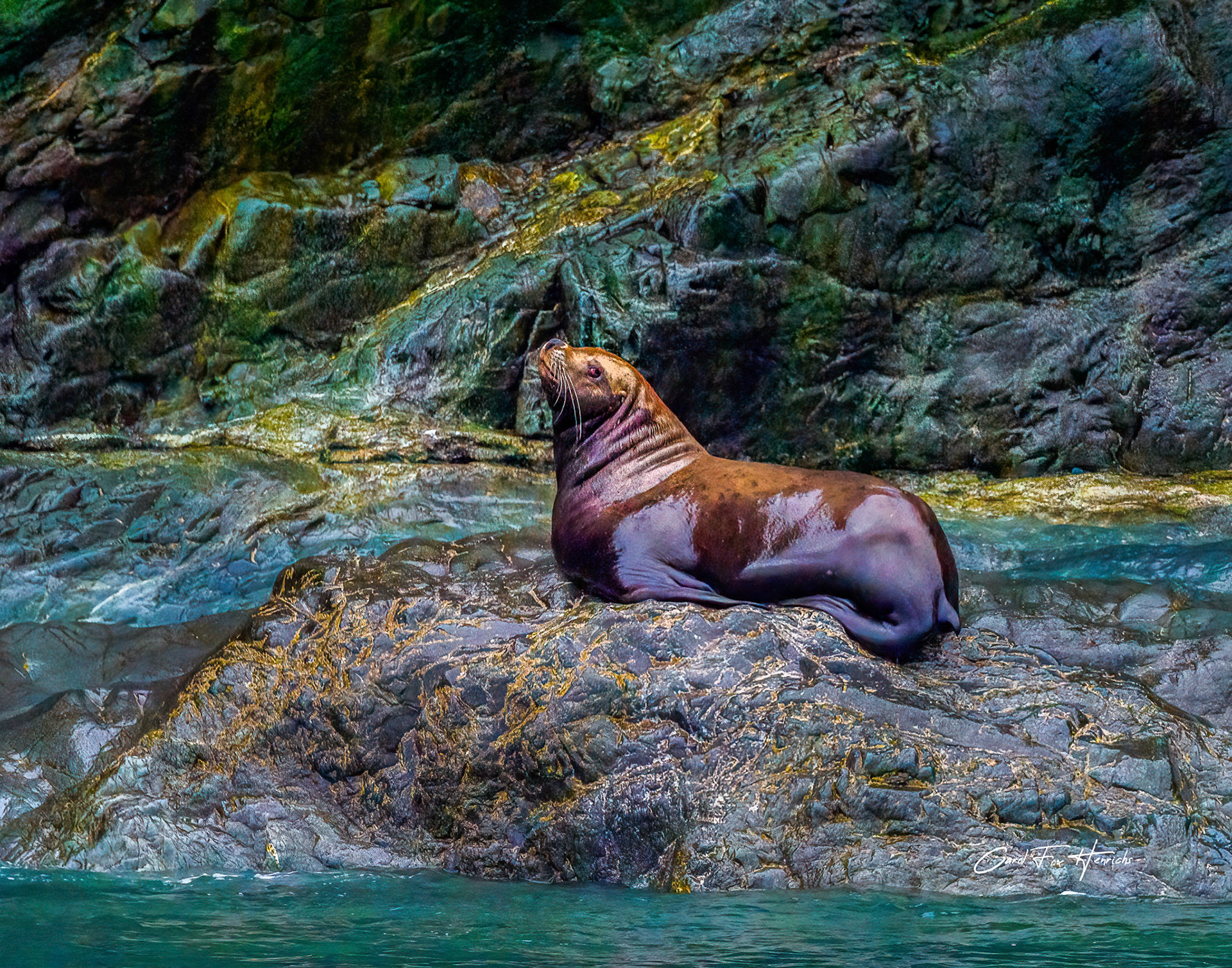 Sea Lion 1