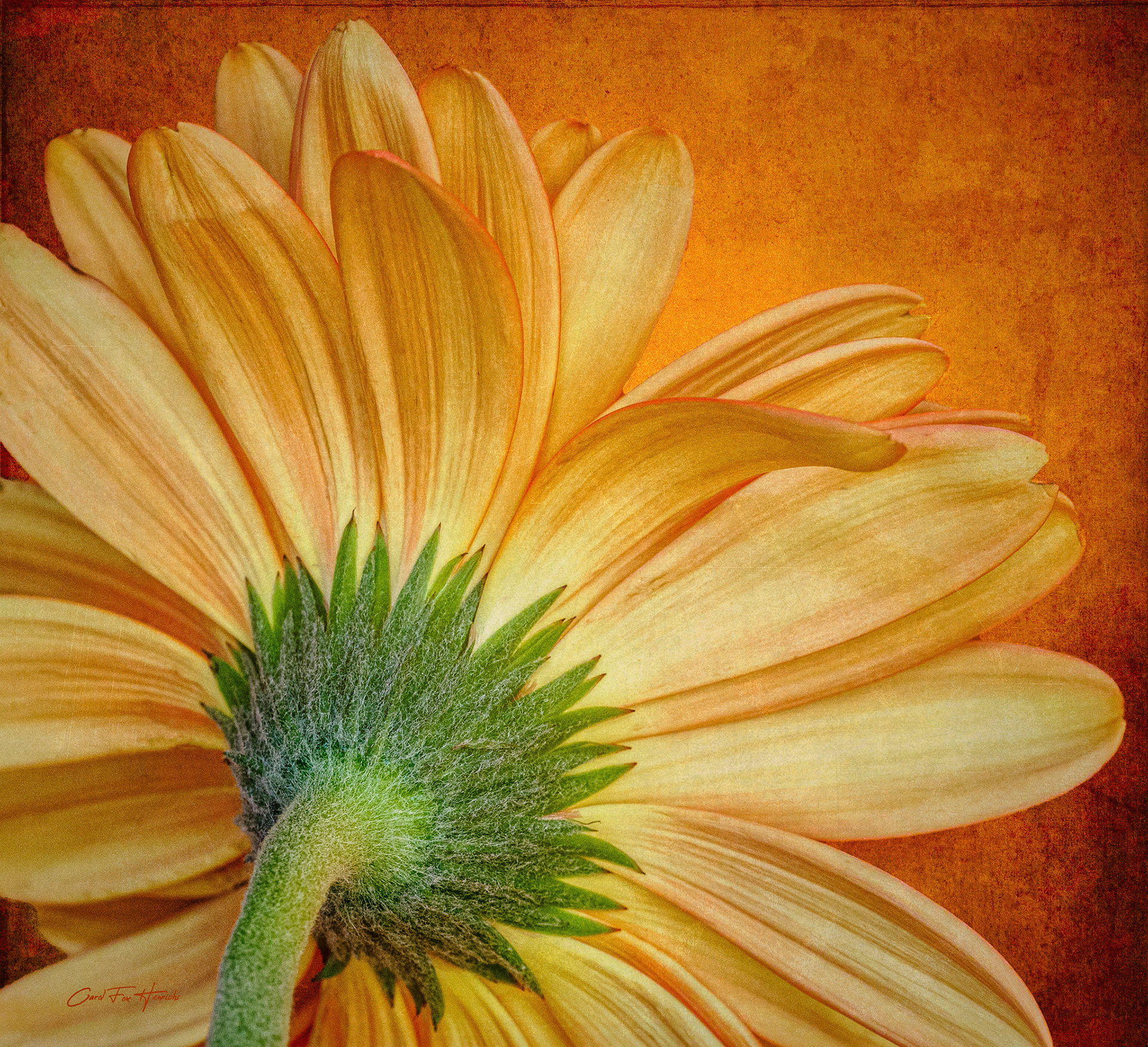 Gerber Daisy Underside