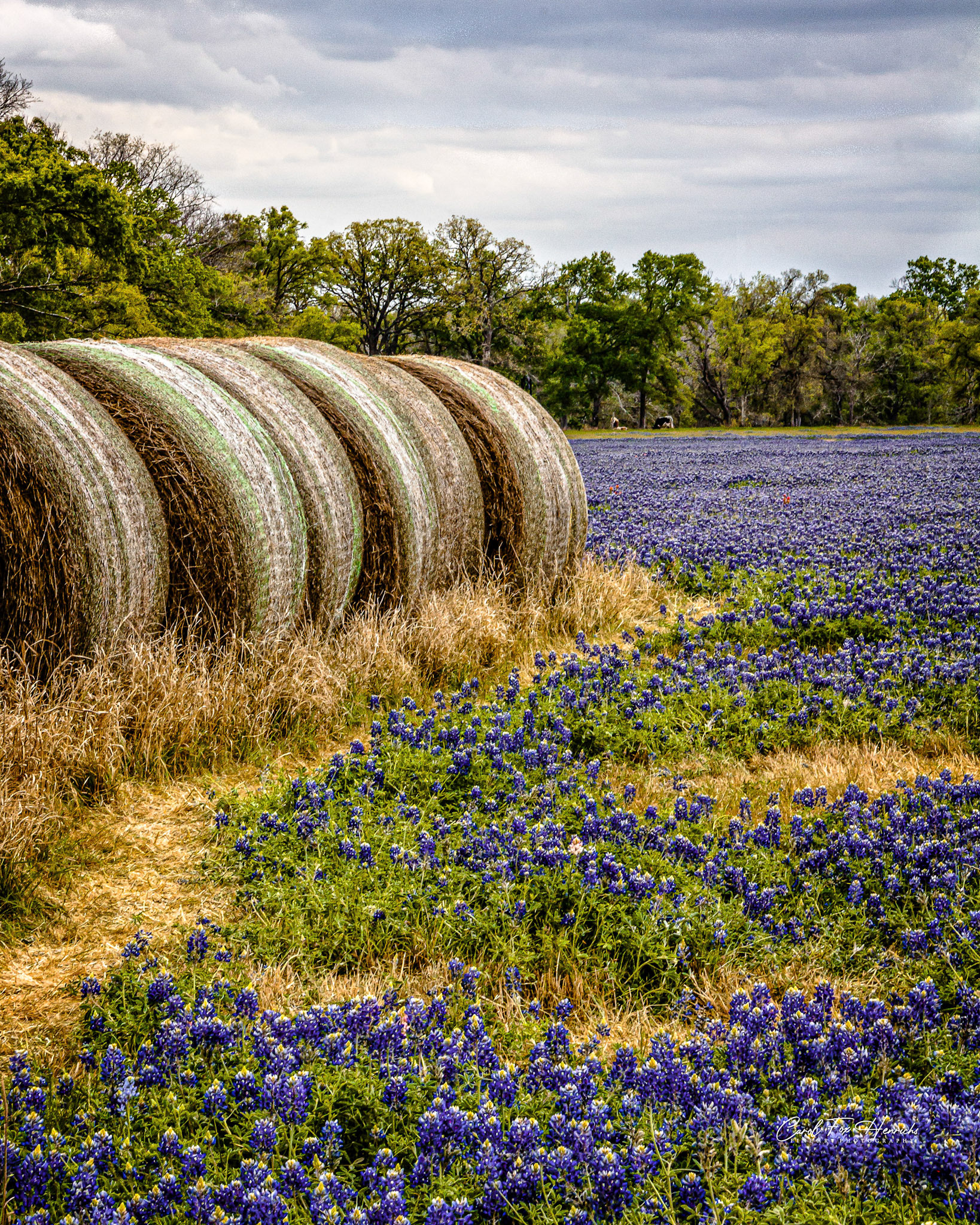 Springtime in Texas.