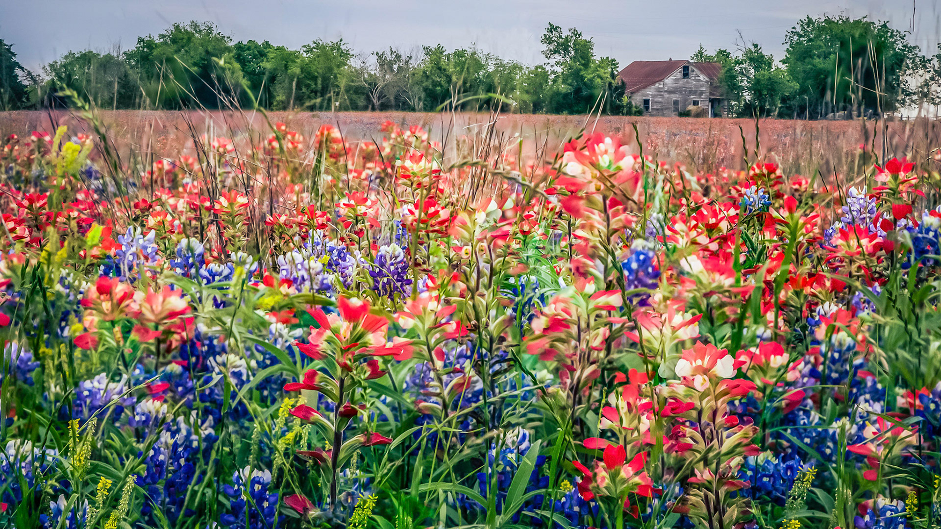 Field of Texas Spring Wildflowers