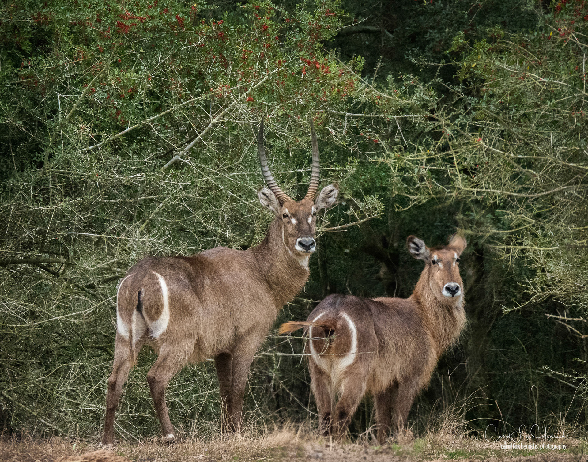 Photographed at Whiskey Hollow Wildlife Ranch, Gause TX