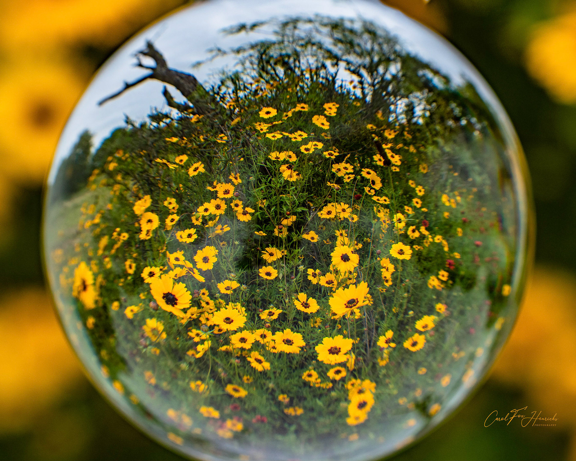 Coresopsis in Lens Ball