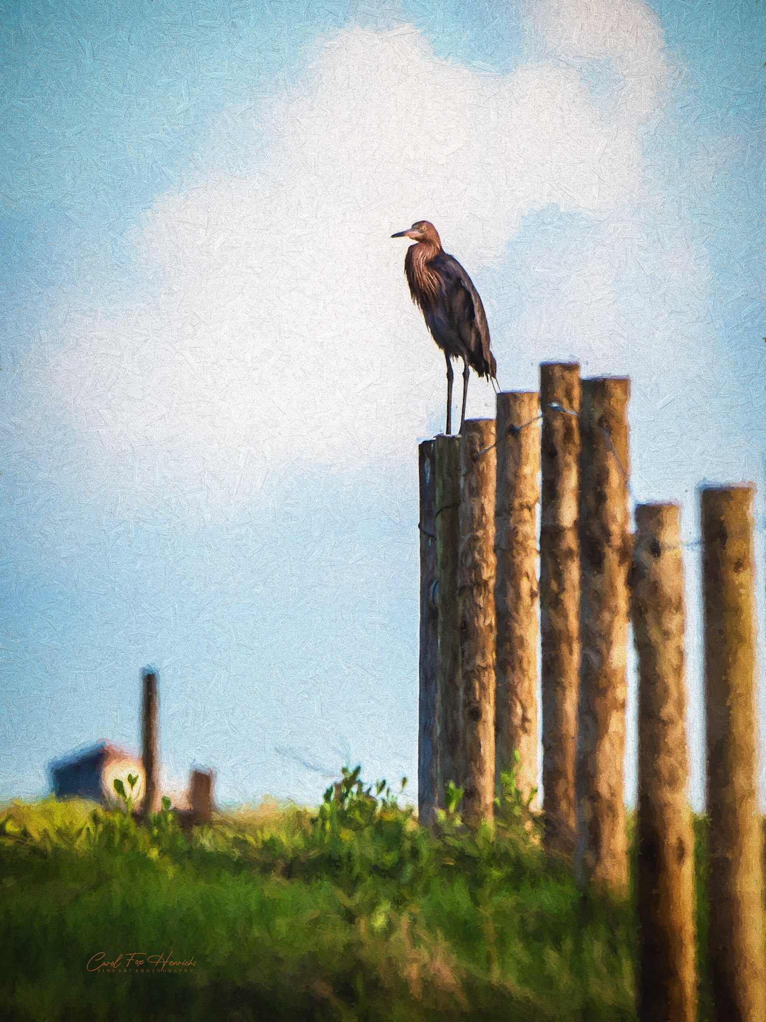 To caputre the original photo, I sat in the wet sand and scooted along until I could get a better angle of view. A texture treatment gave this image a final boost.