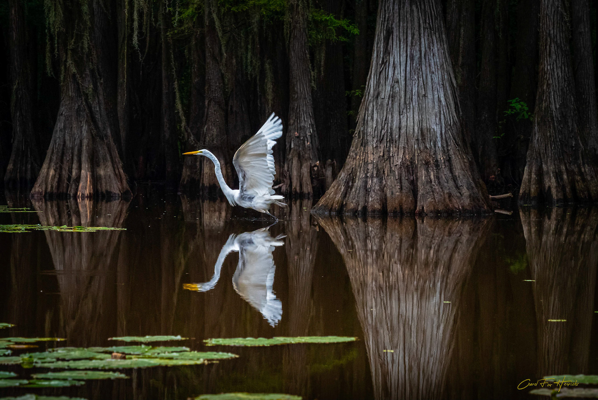 Egret At Caddo Lake